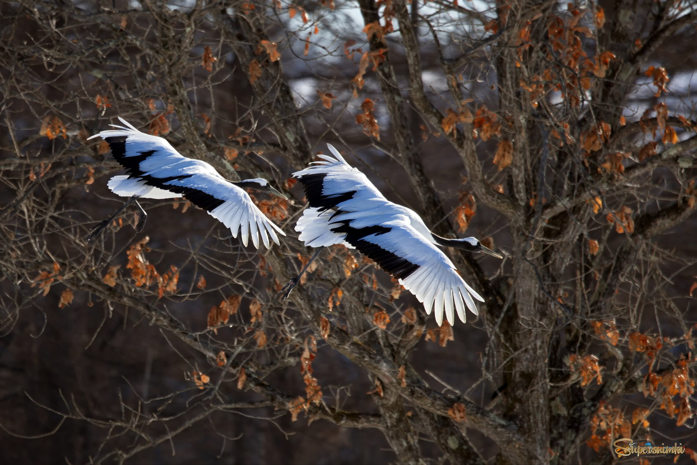 Парный полёт