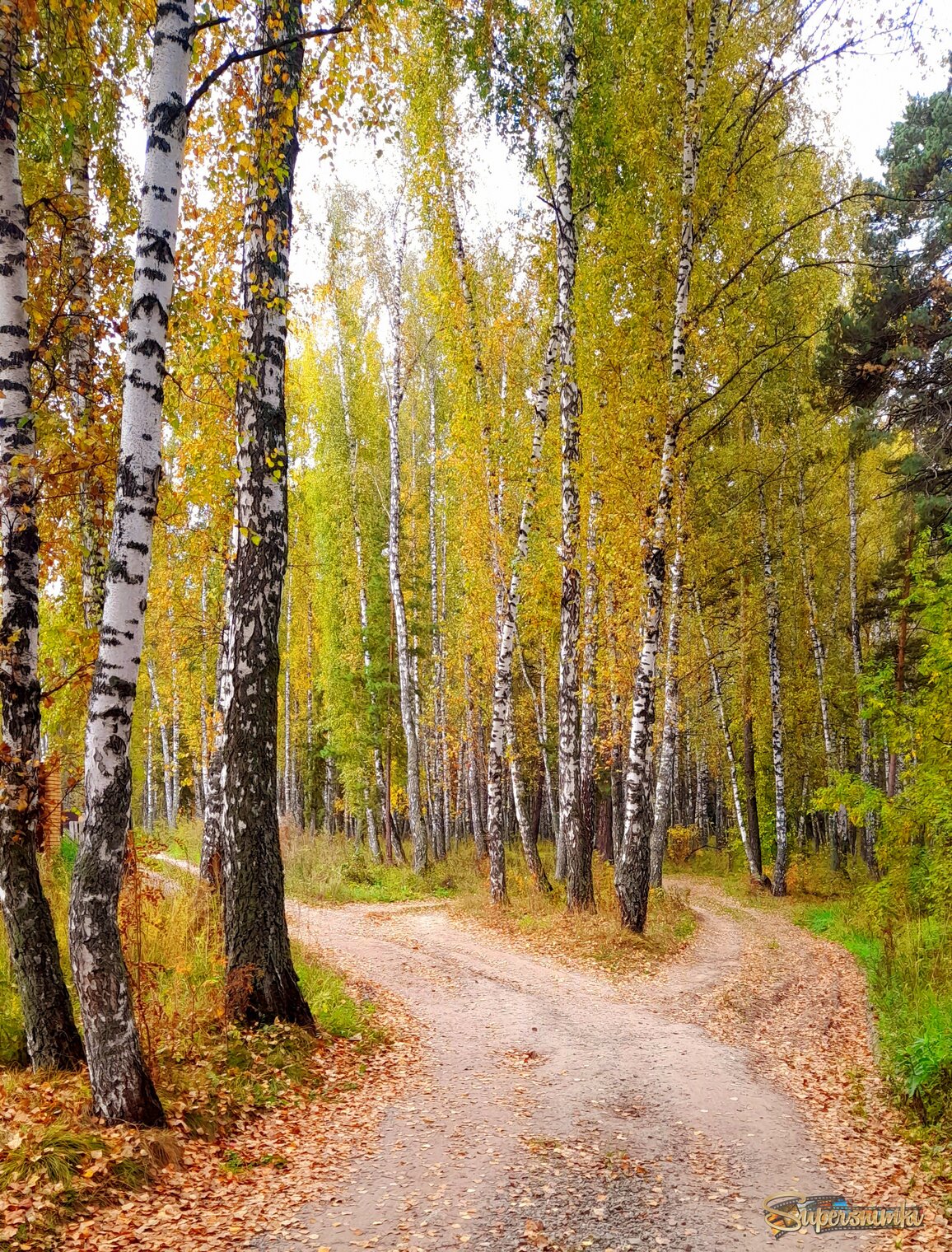 Дорога в осень .