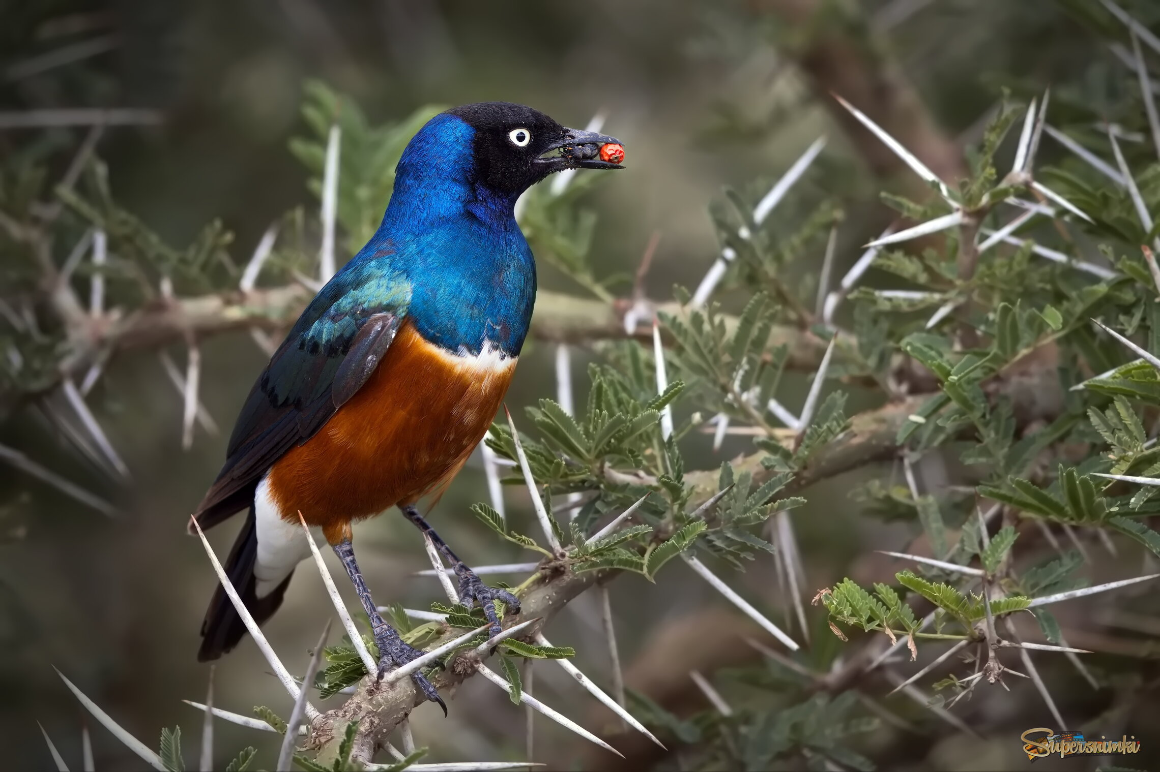 Вегетарианец