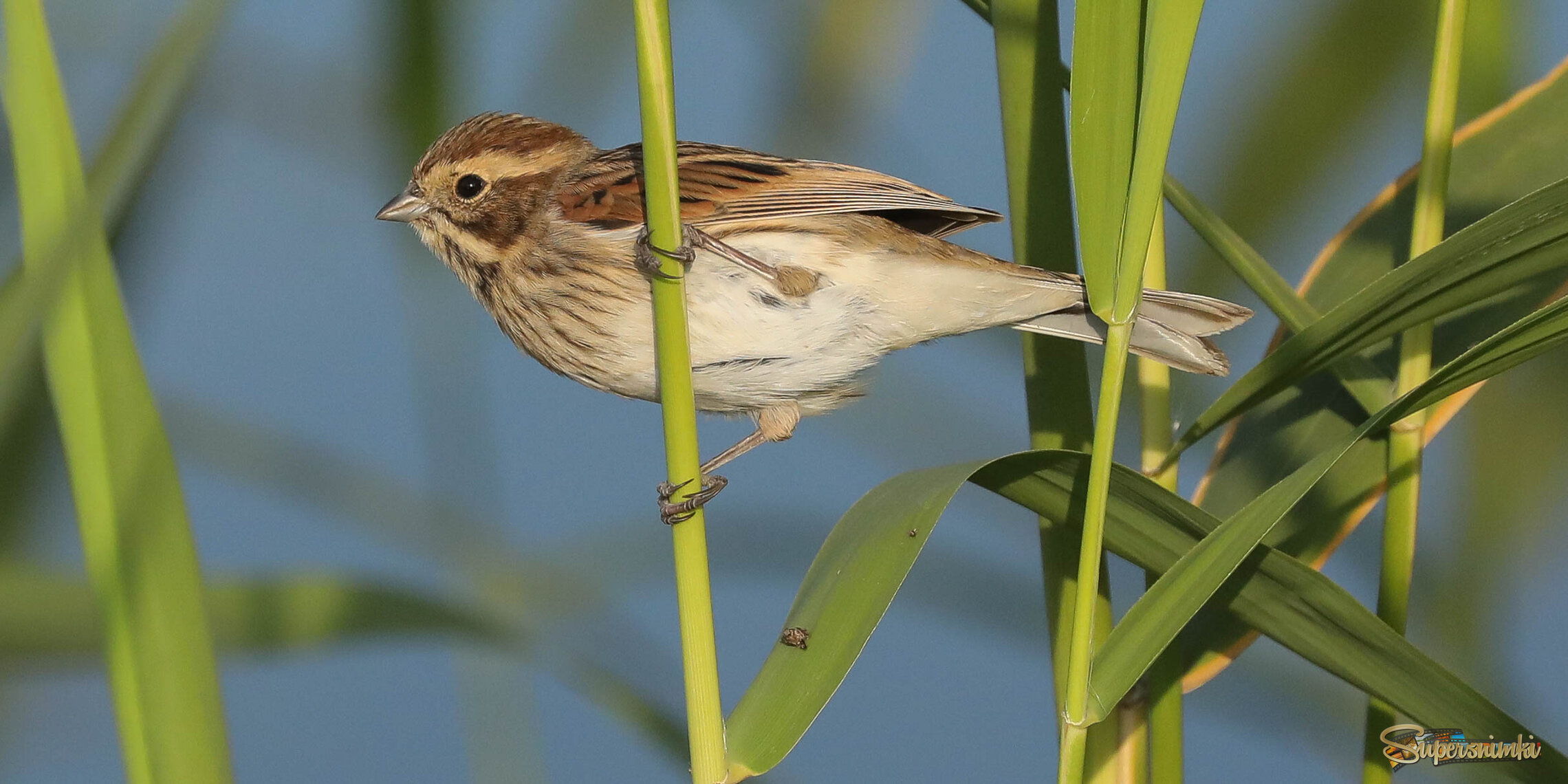 Не камыш, не тростник... но рогоз тоже не плох