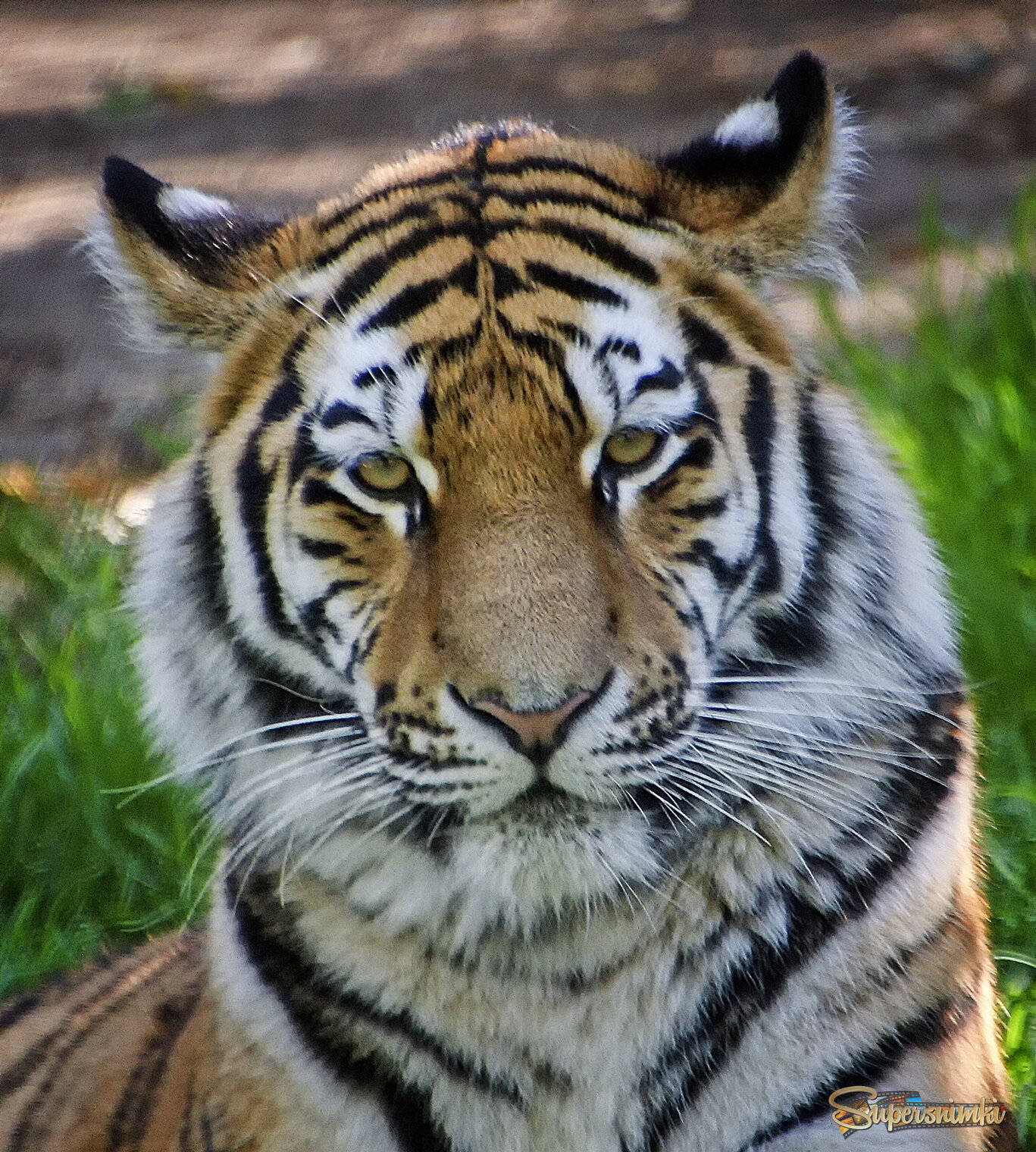 Добродушие