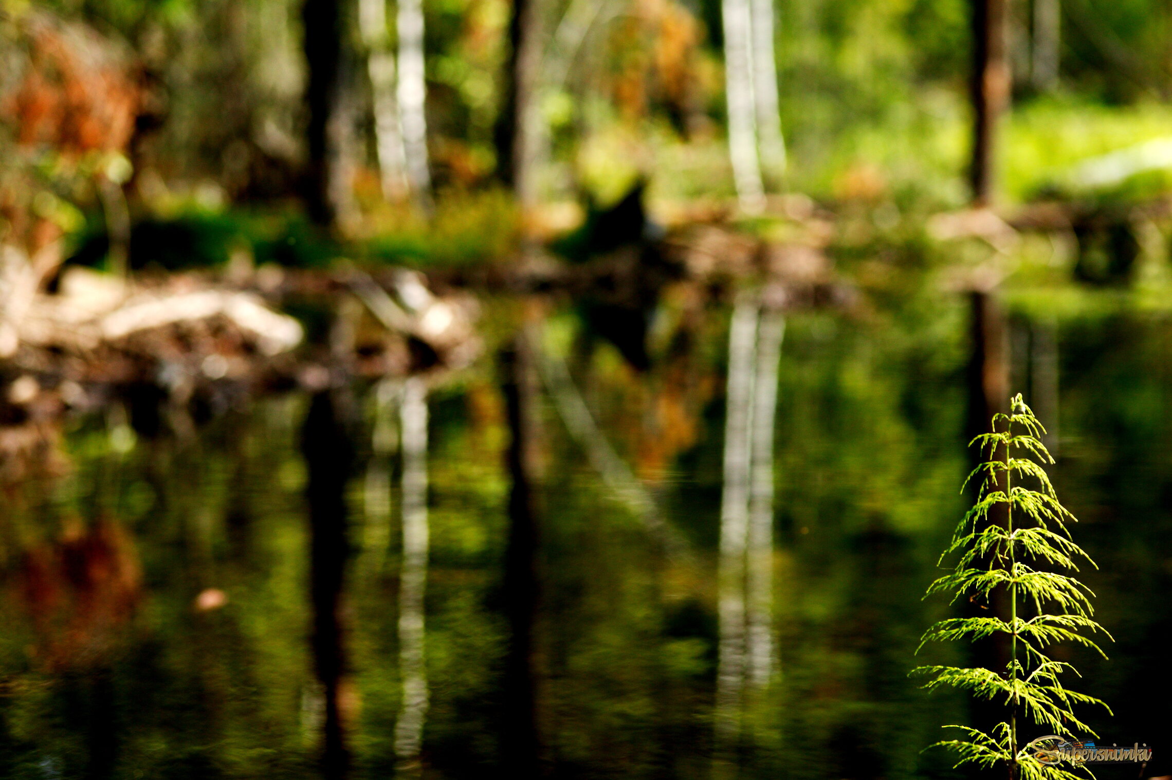Большое Васюганское болото***