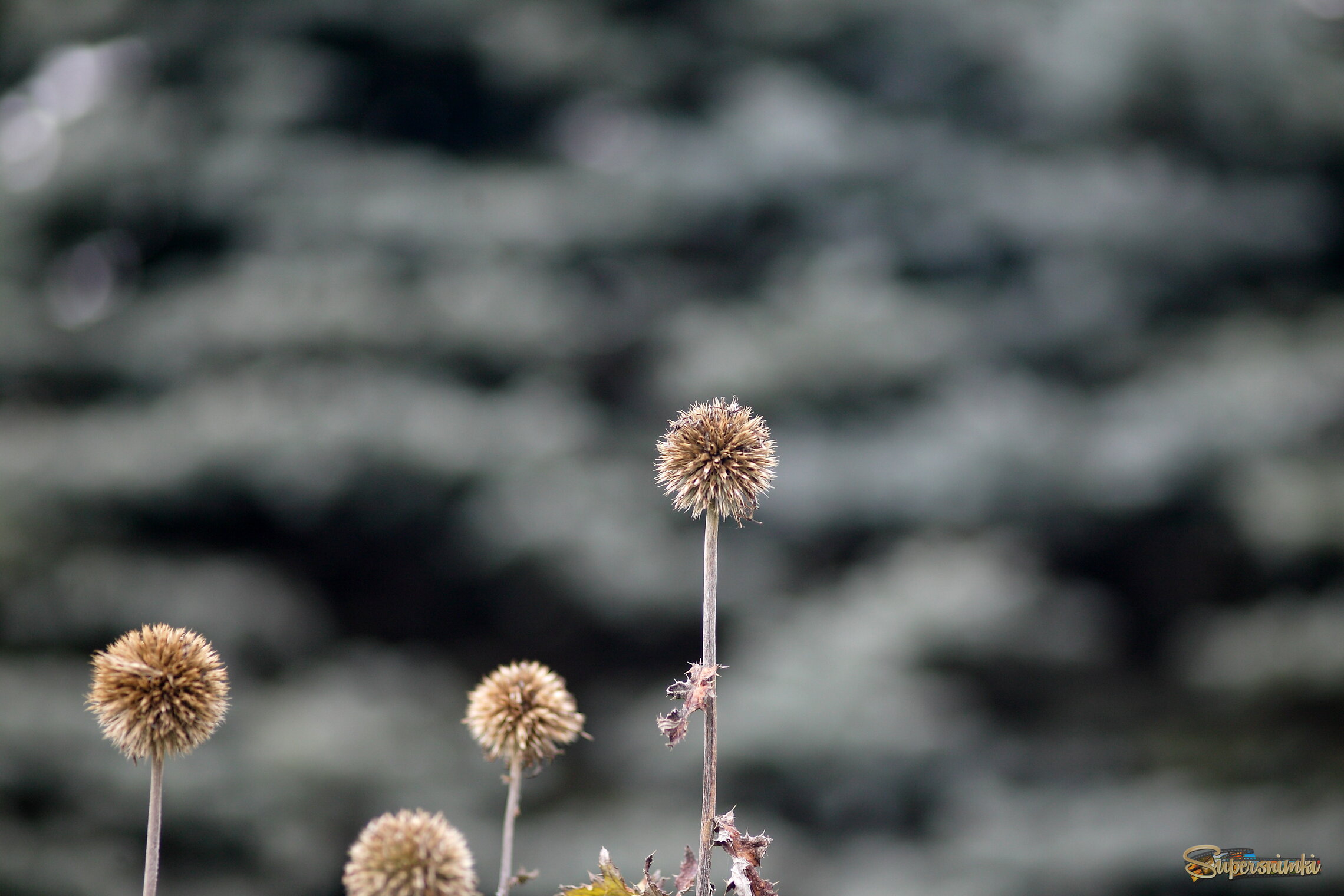 Большое Васюганское болото***