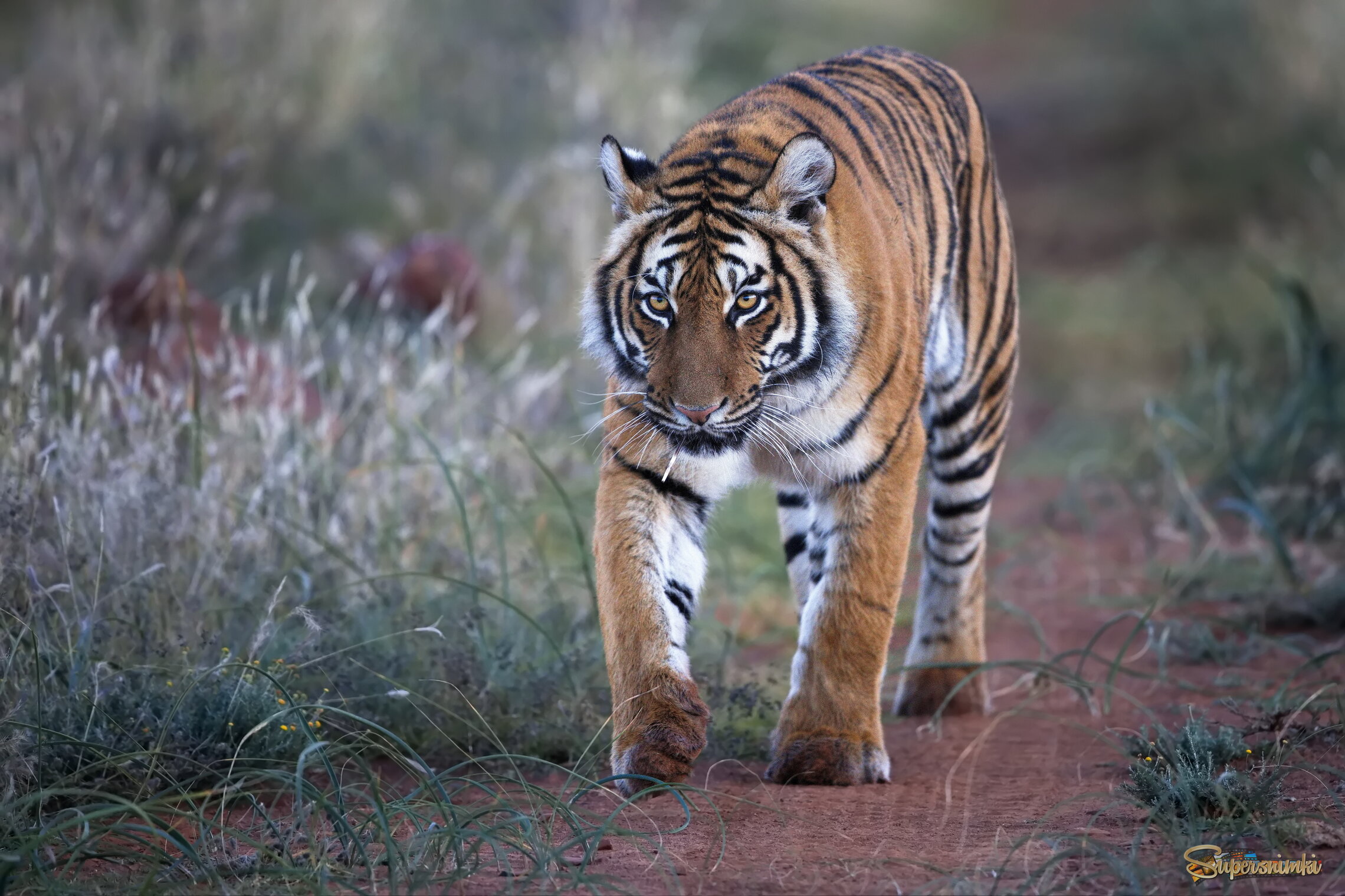 Уступить дорогу?