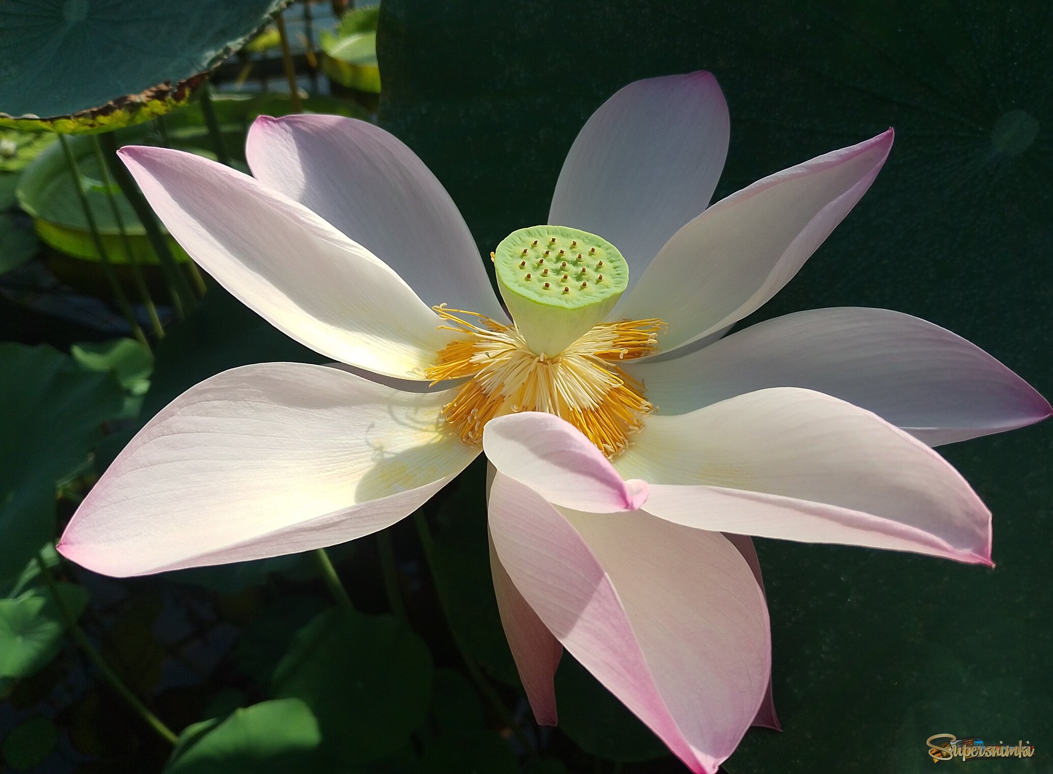 Утренний лотос........