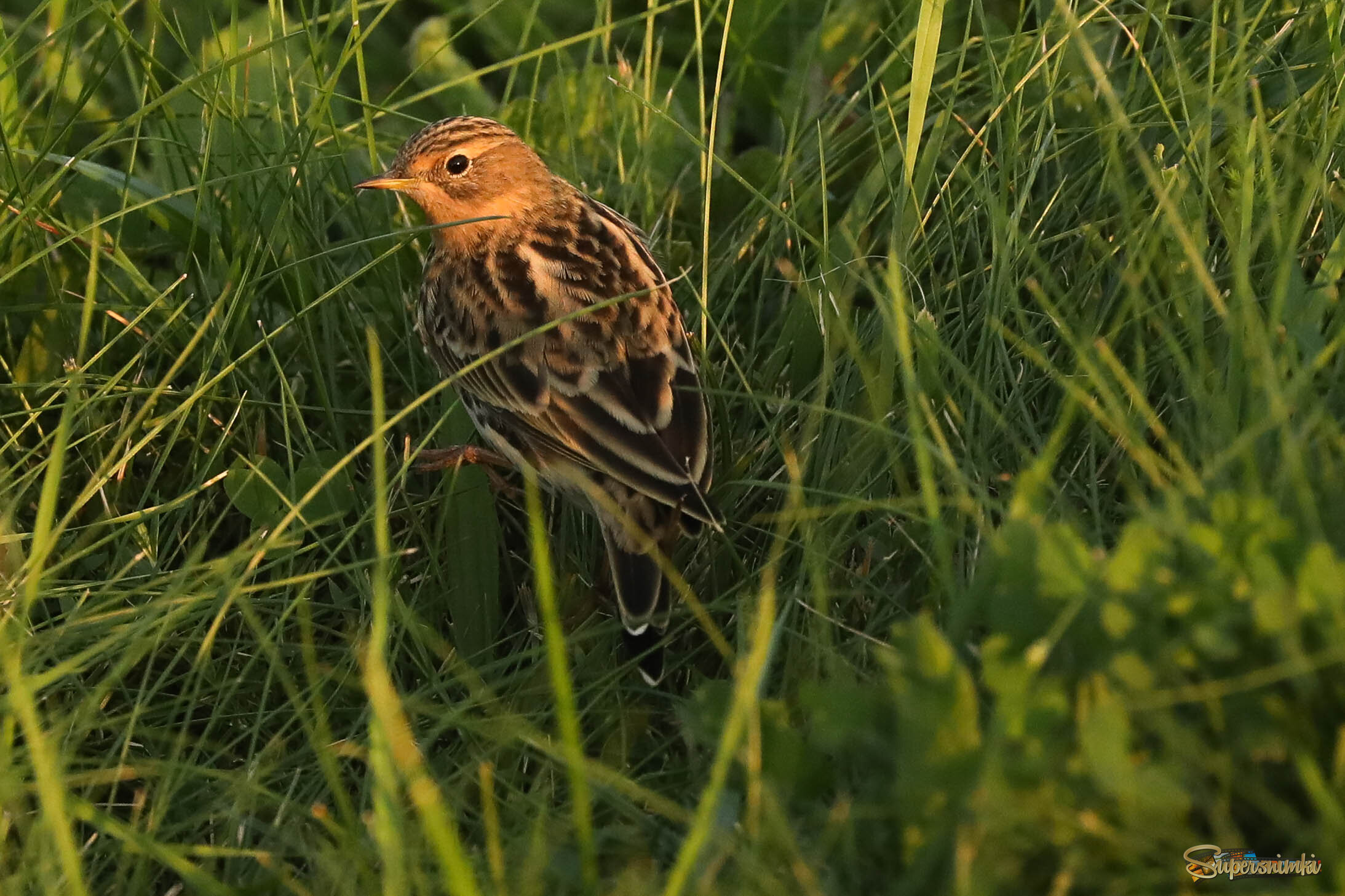 В лучах заходящего солнца