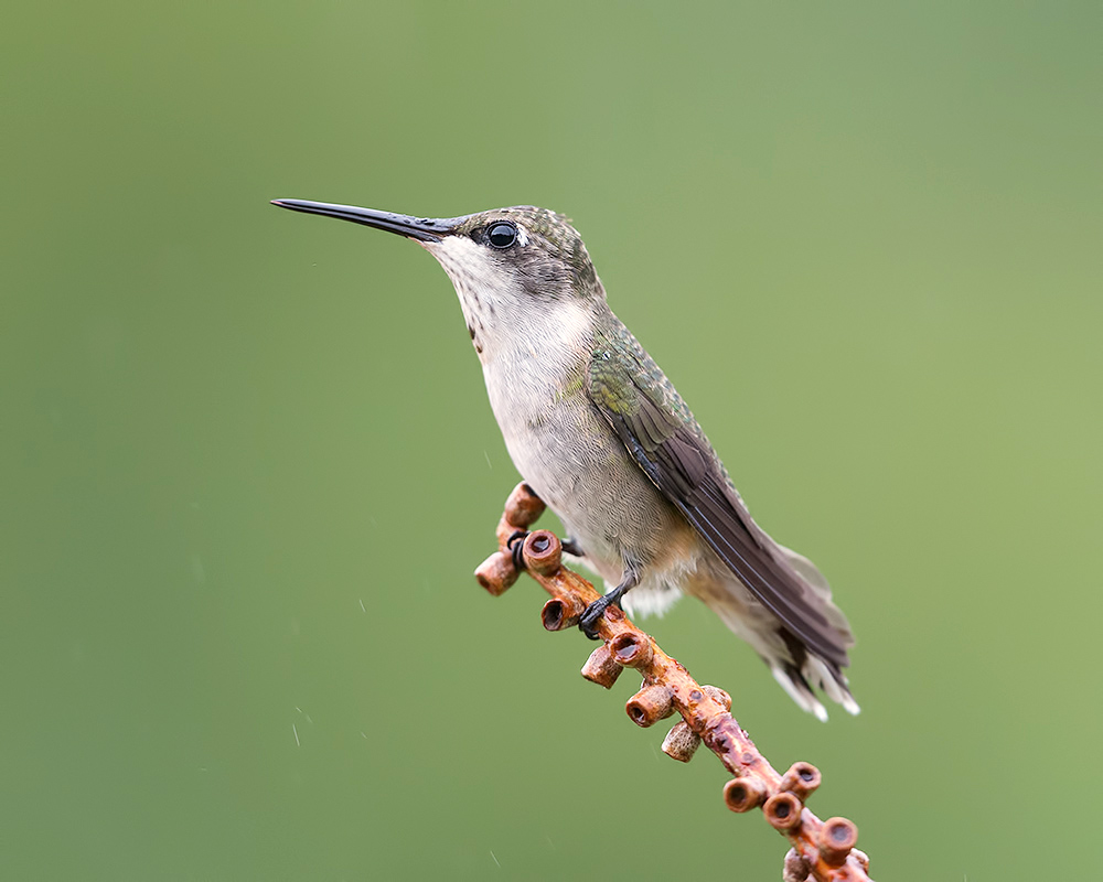 Рубиновогорлый колибри, cамка -Ruby-throated Hummingbird