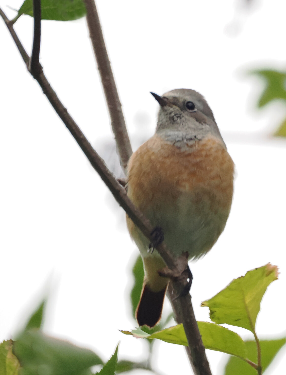Обыкновенная горихвостка.