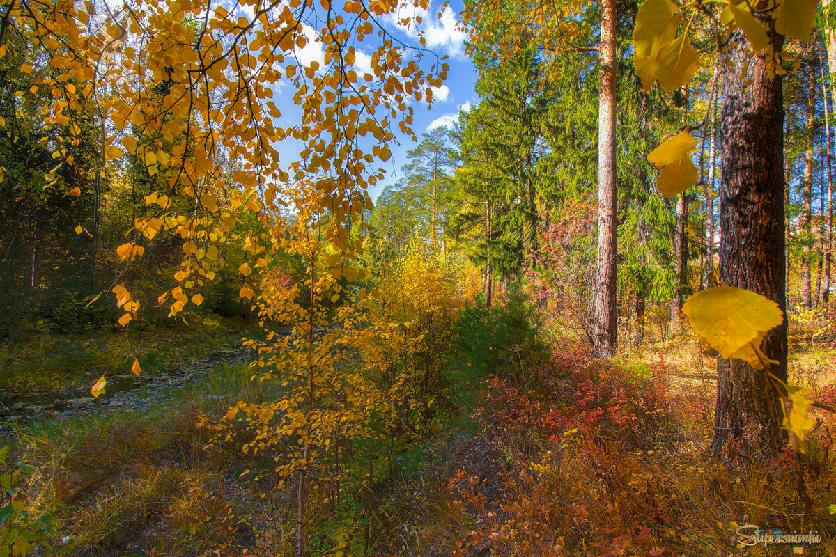 Осенние листья 