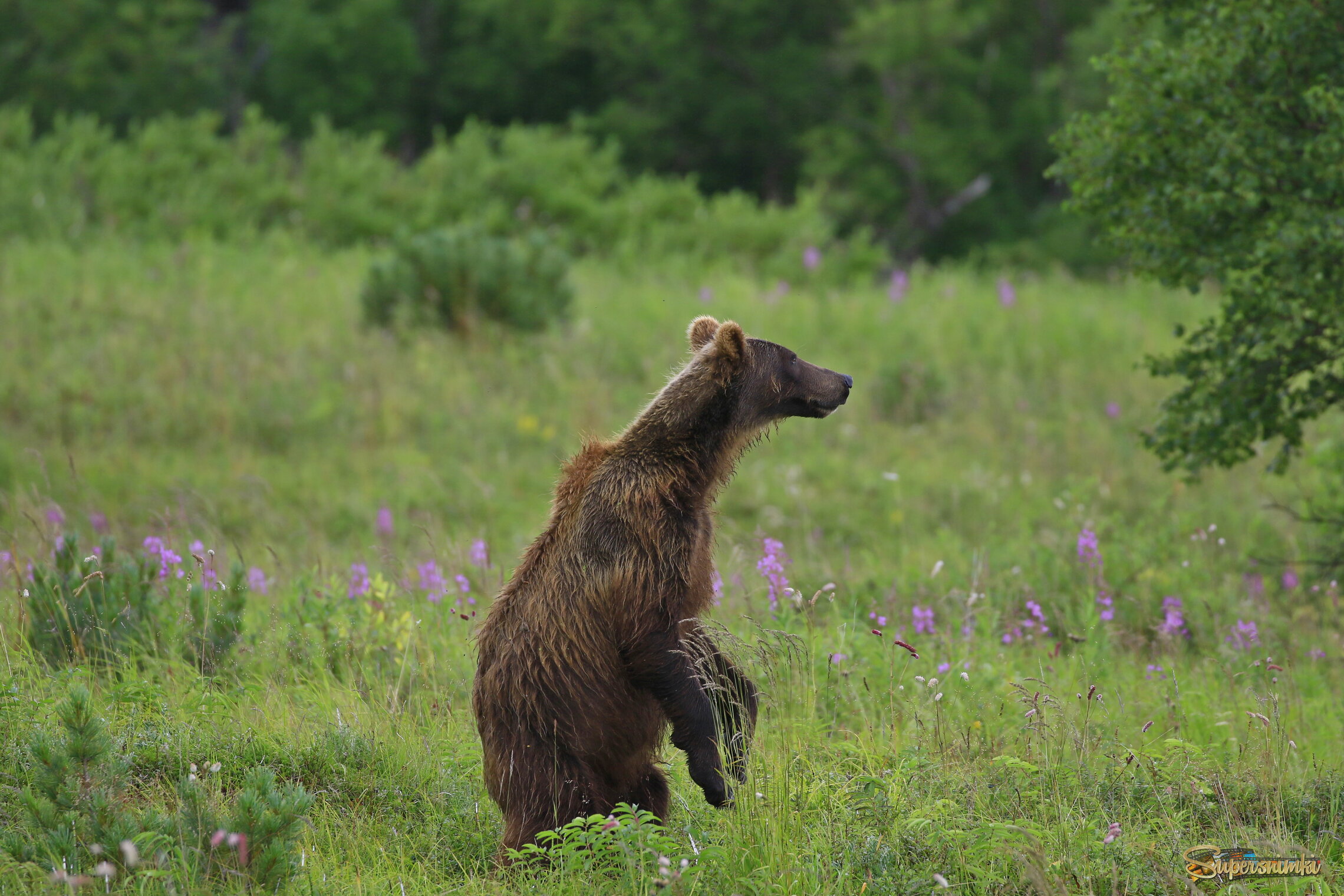 Опасность, когда увидел другого медведя!!