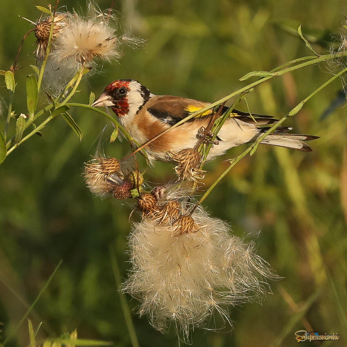 И вкусно, и красиво