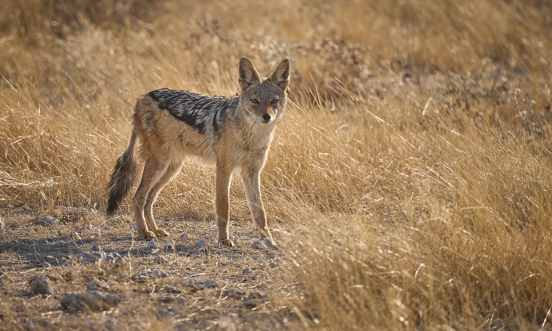 Намибийские истории...
