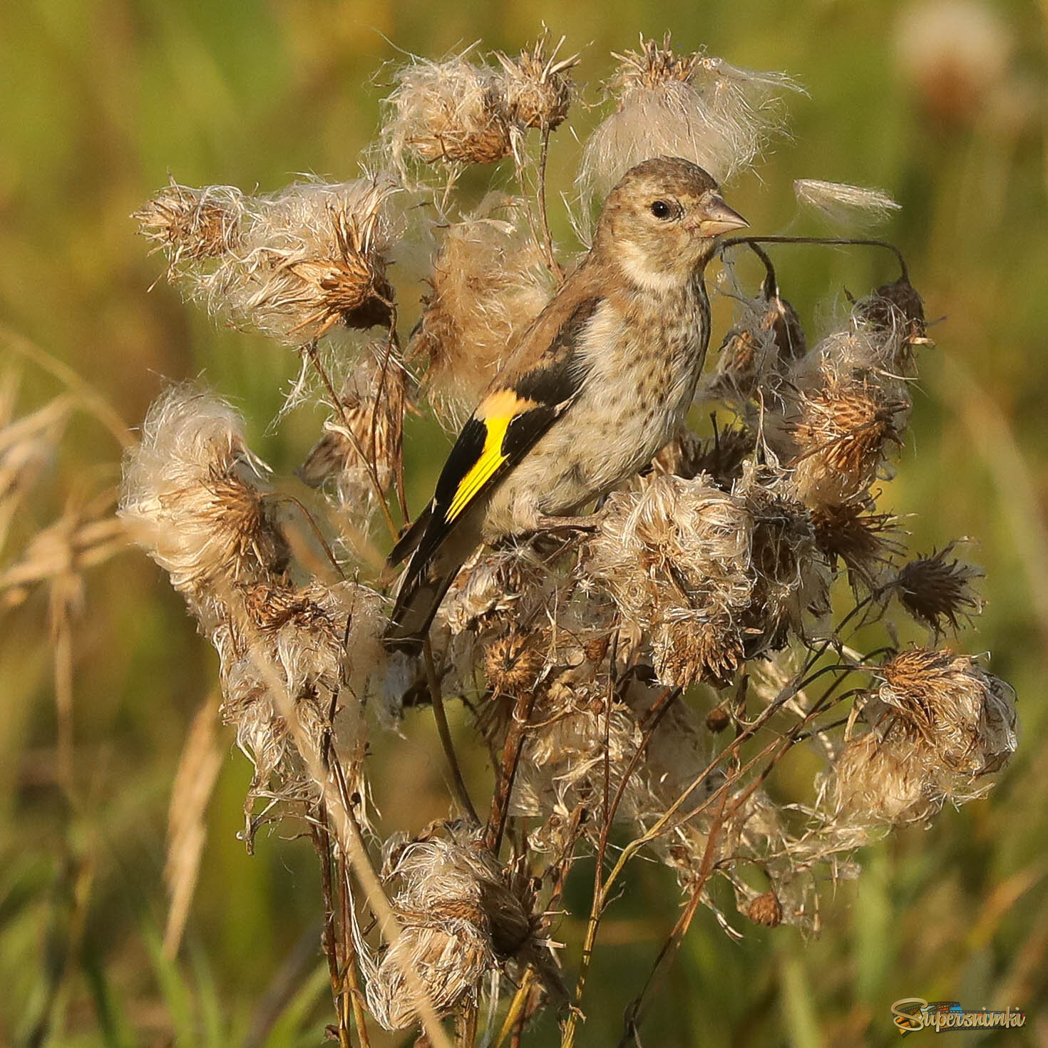 Робкий подросток