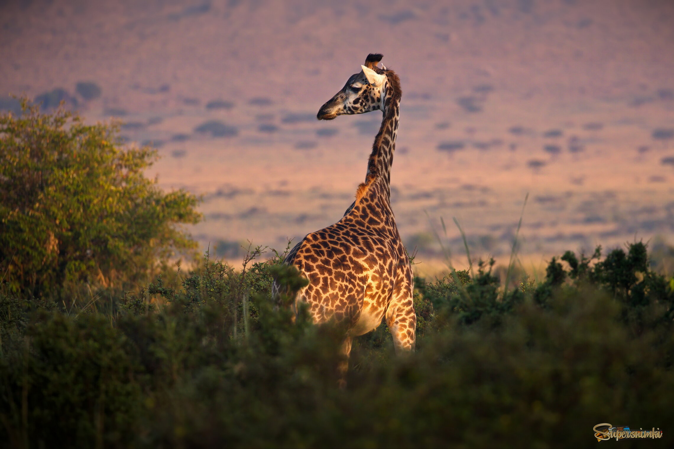 Жираф большой, ему видней...