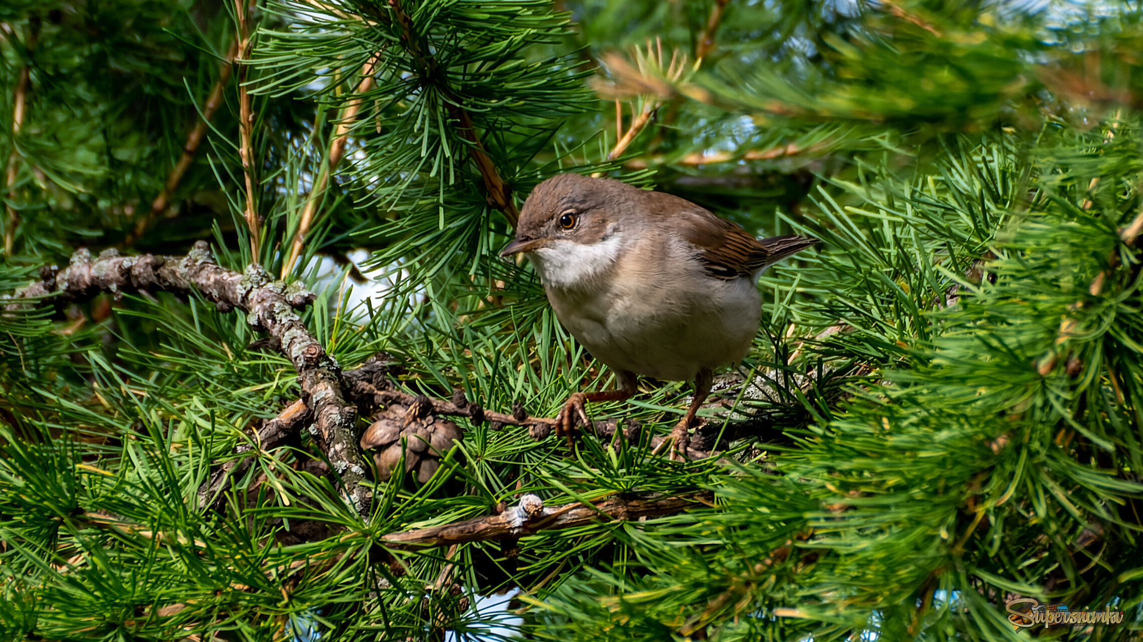Серая славка 