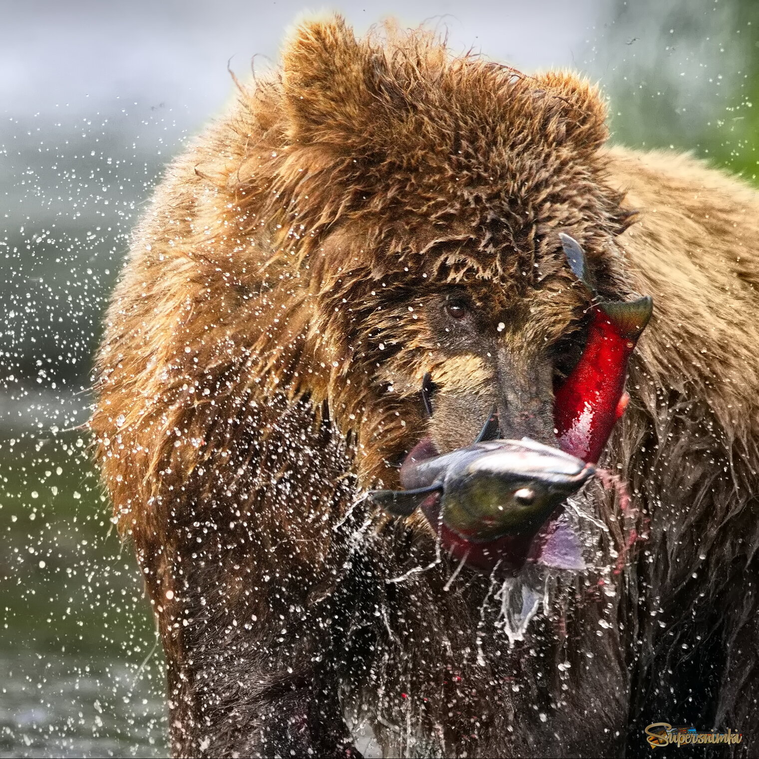 Без вилки и ножа