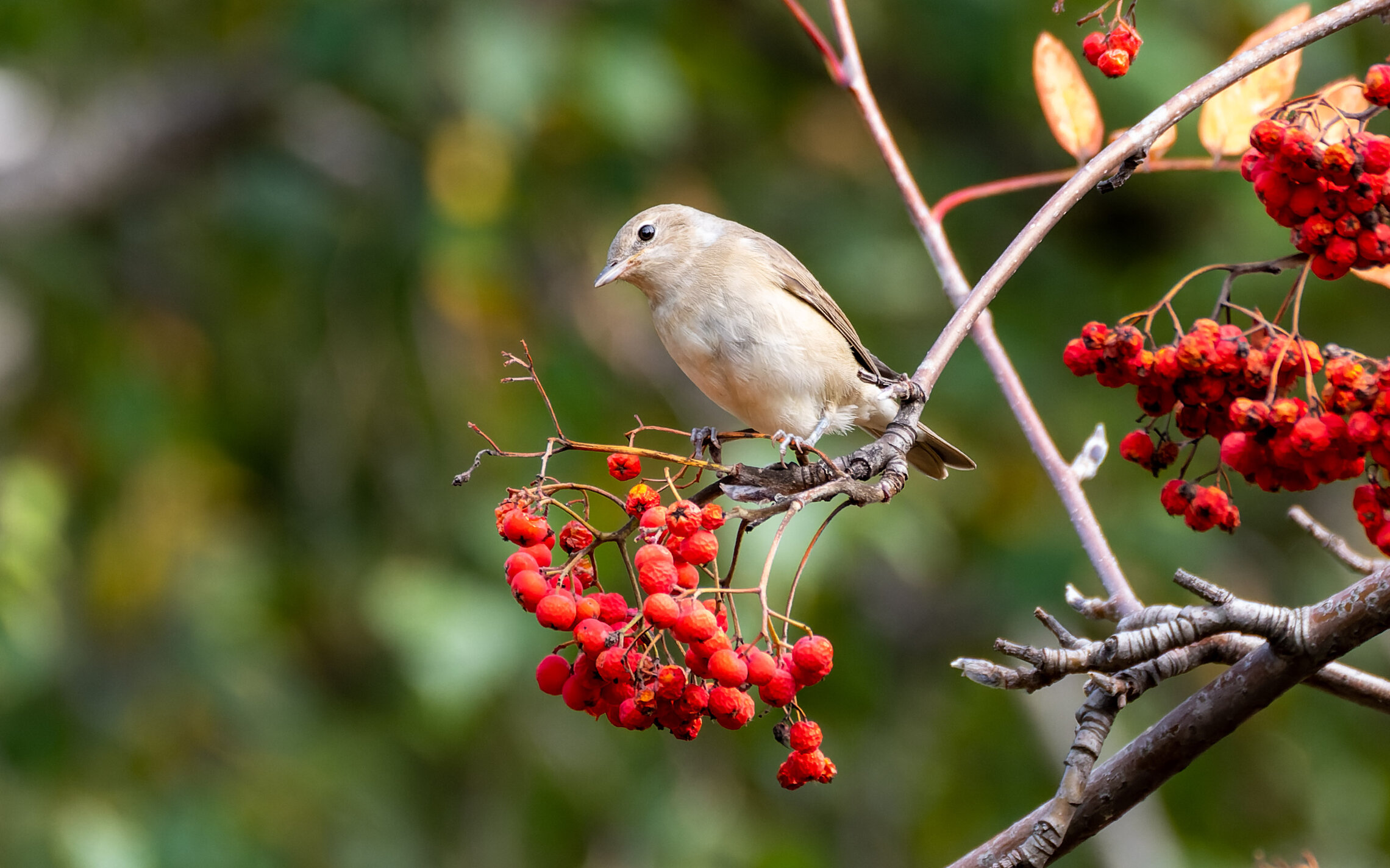 В рябиновом раю ))