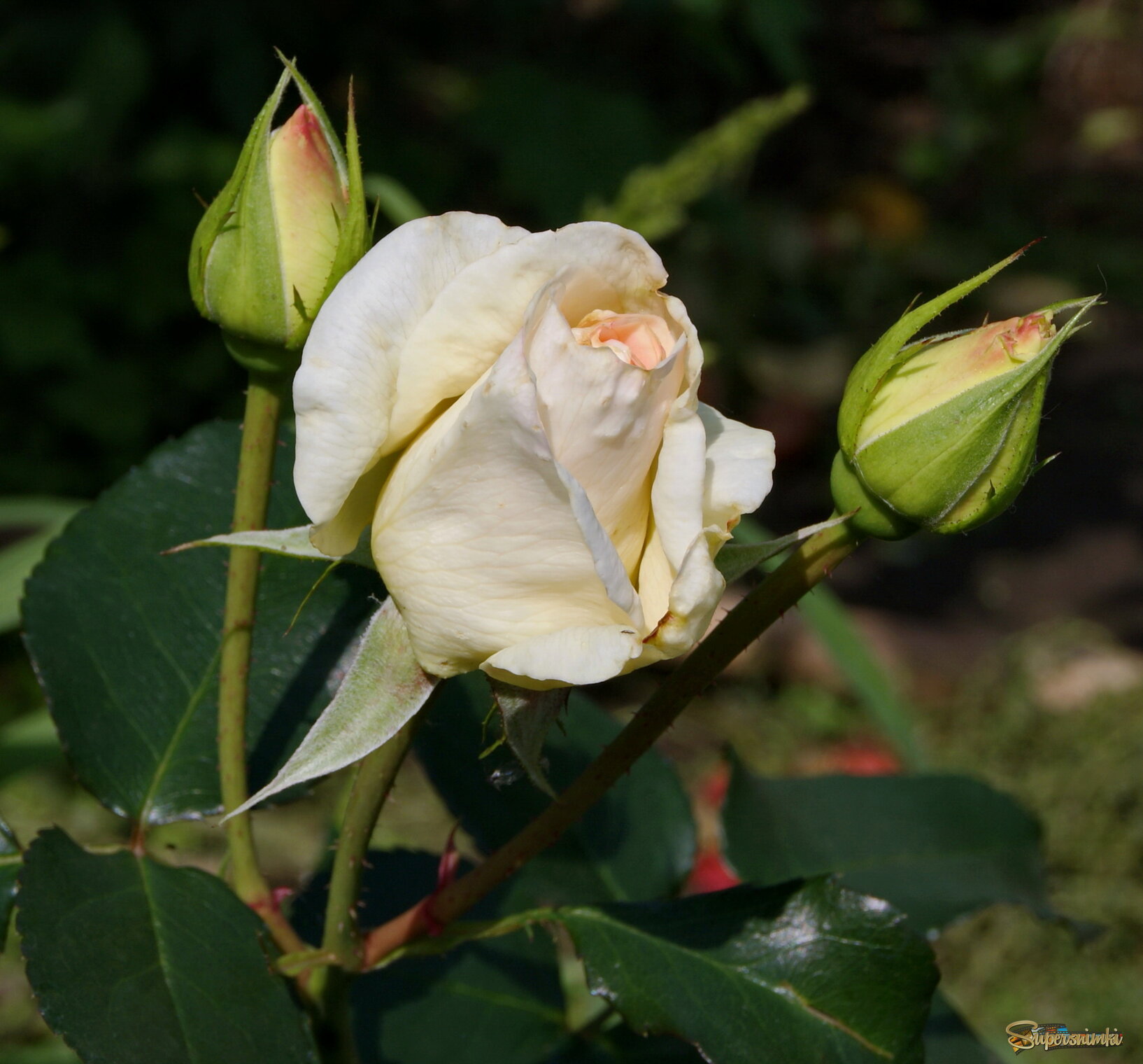 В саду,садочке роза расцветает.