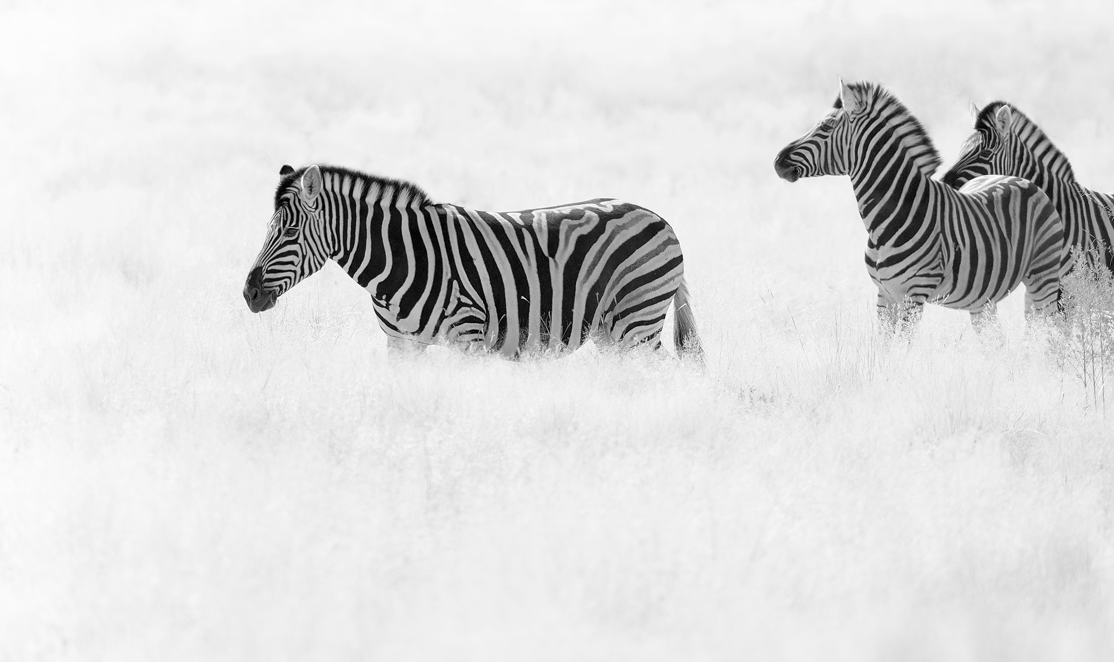 Намибийские истории...