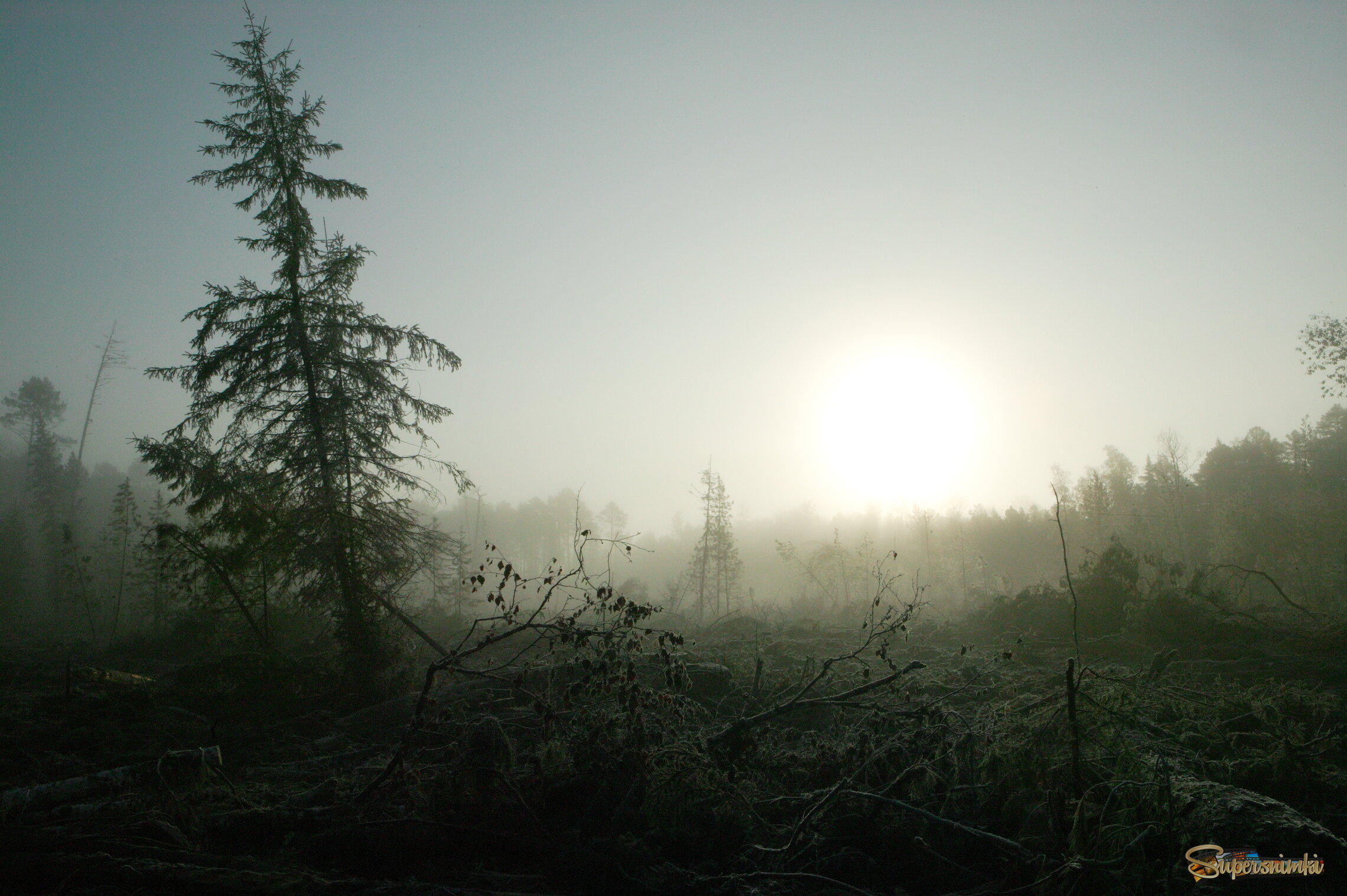 Большое Васюганское болото***