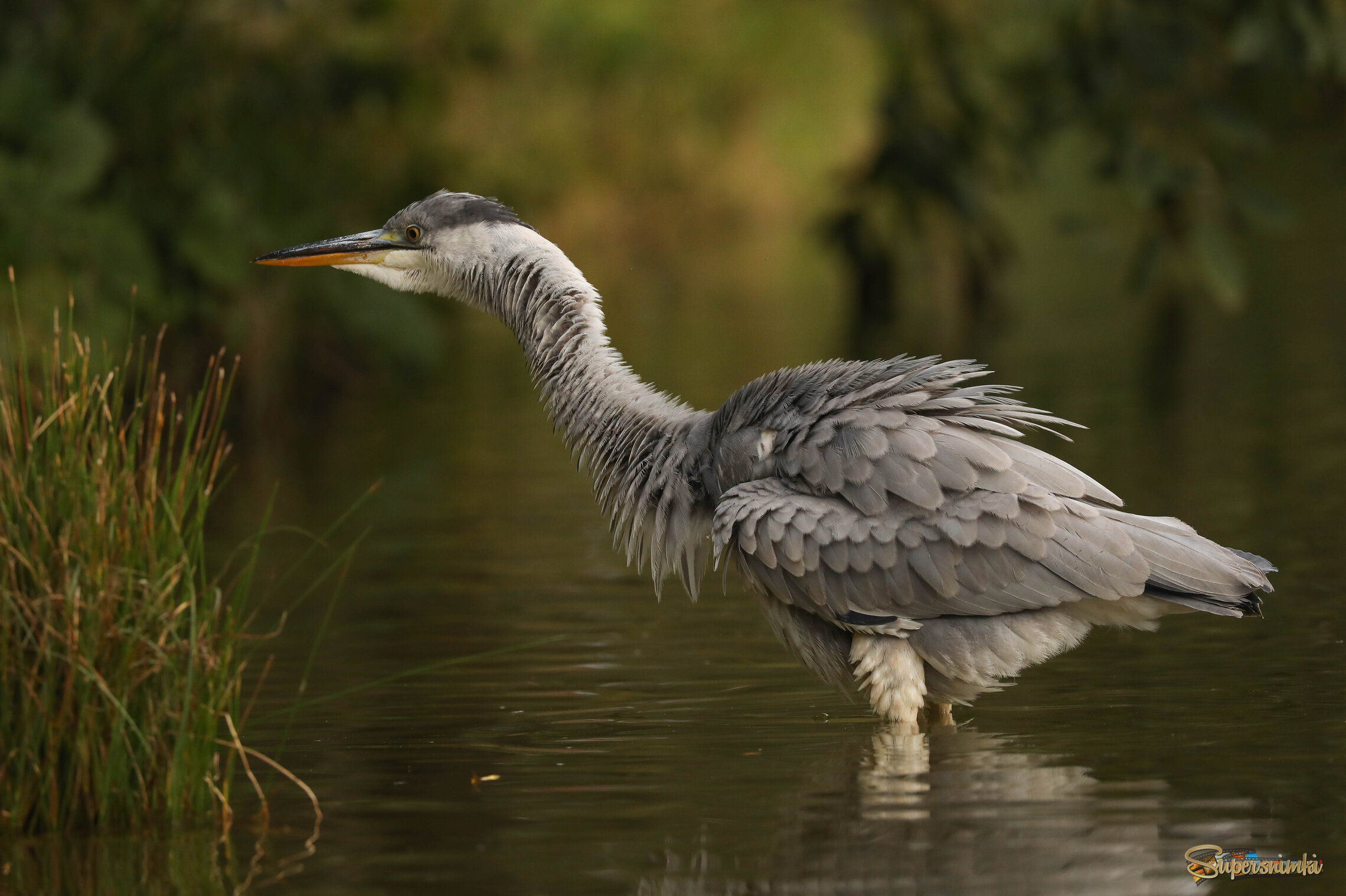 Встряхнуться всем телом
