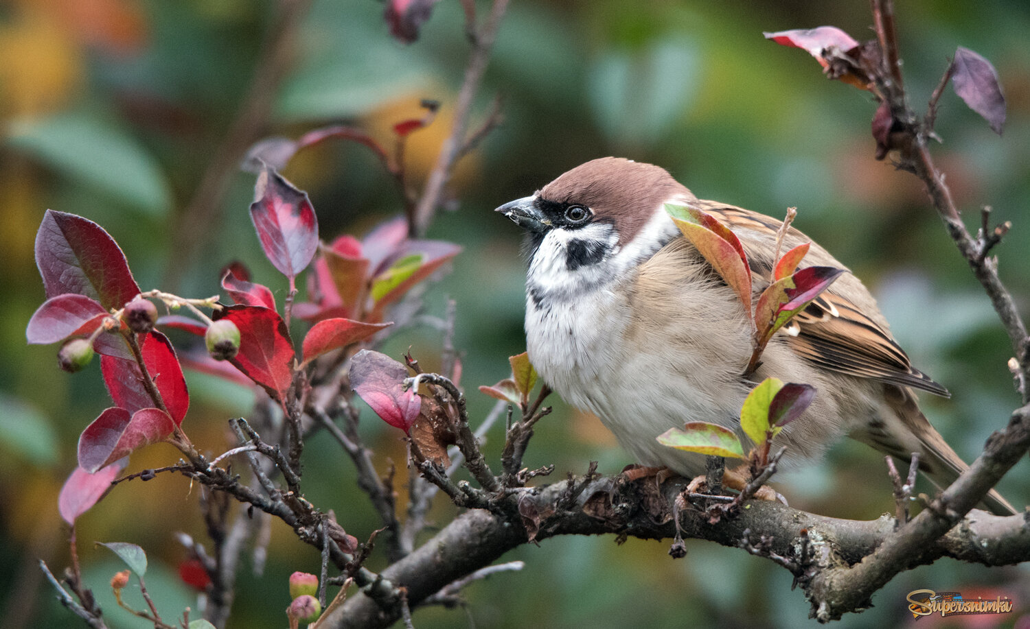 Осень и воробьи.