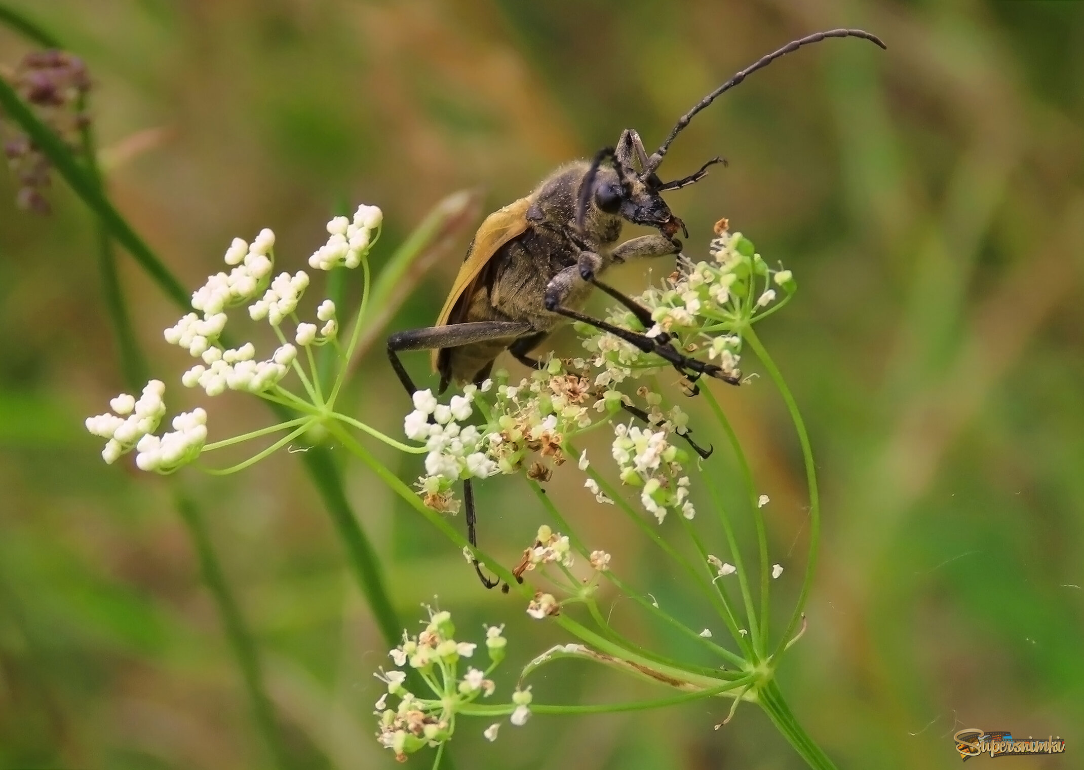 Пахита четырёхпятнистая