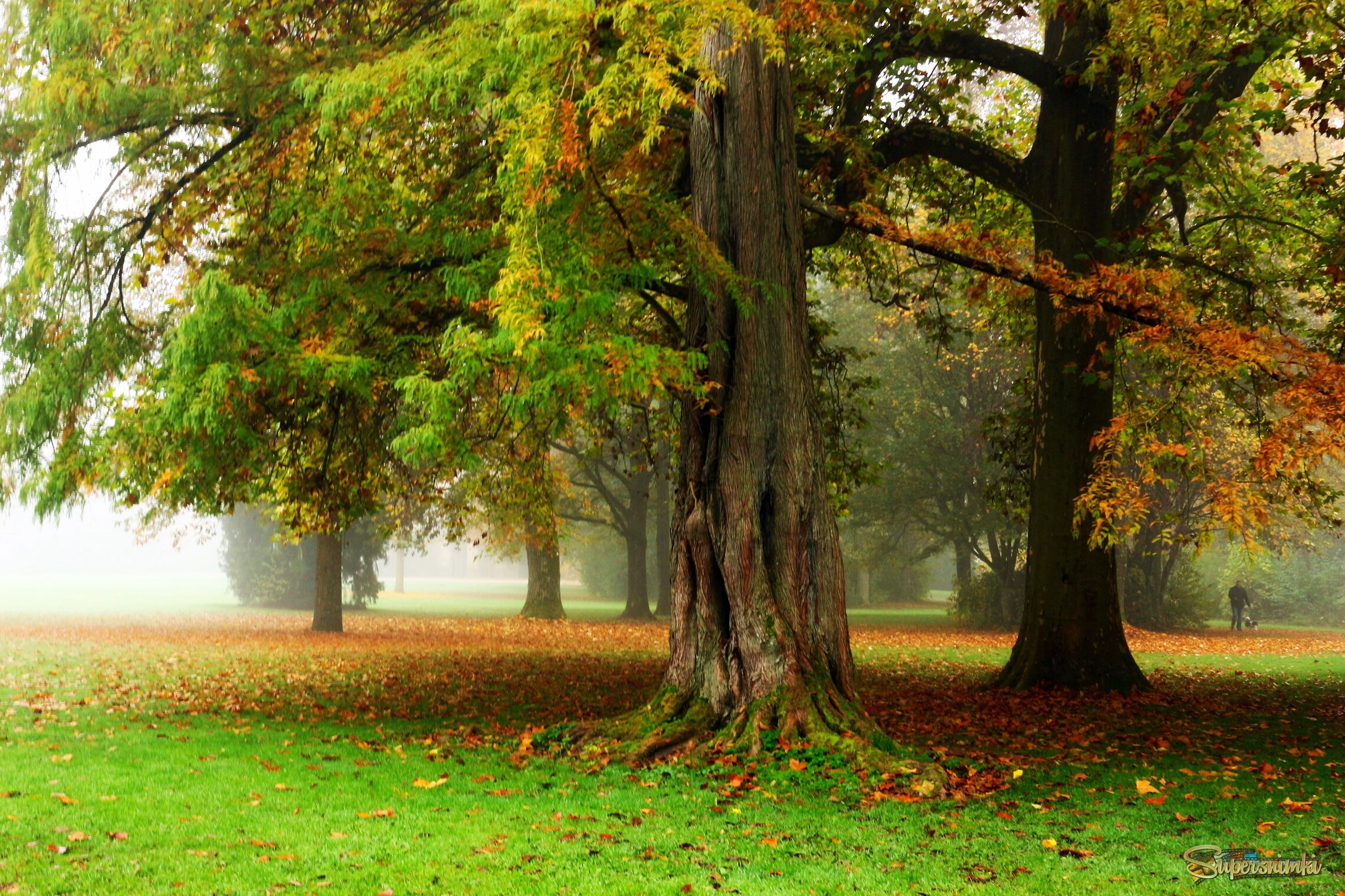 В осеннем парке