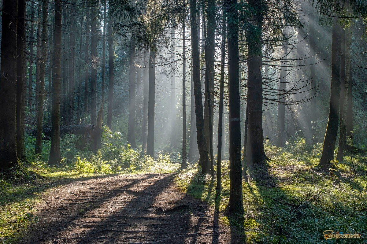 Утро в еловом лесу...... 