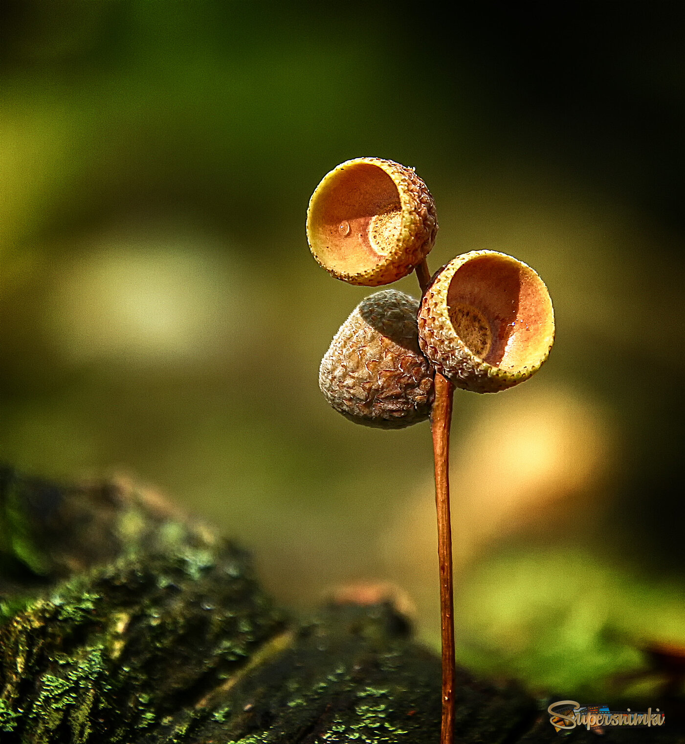 Лесной этюд