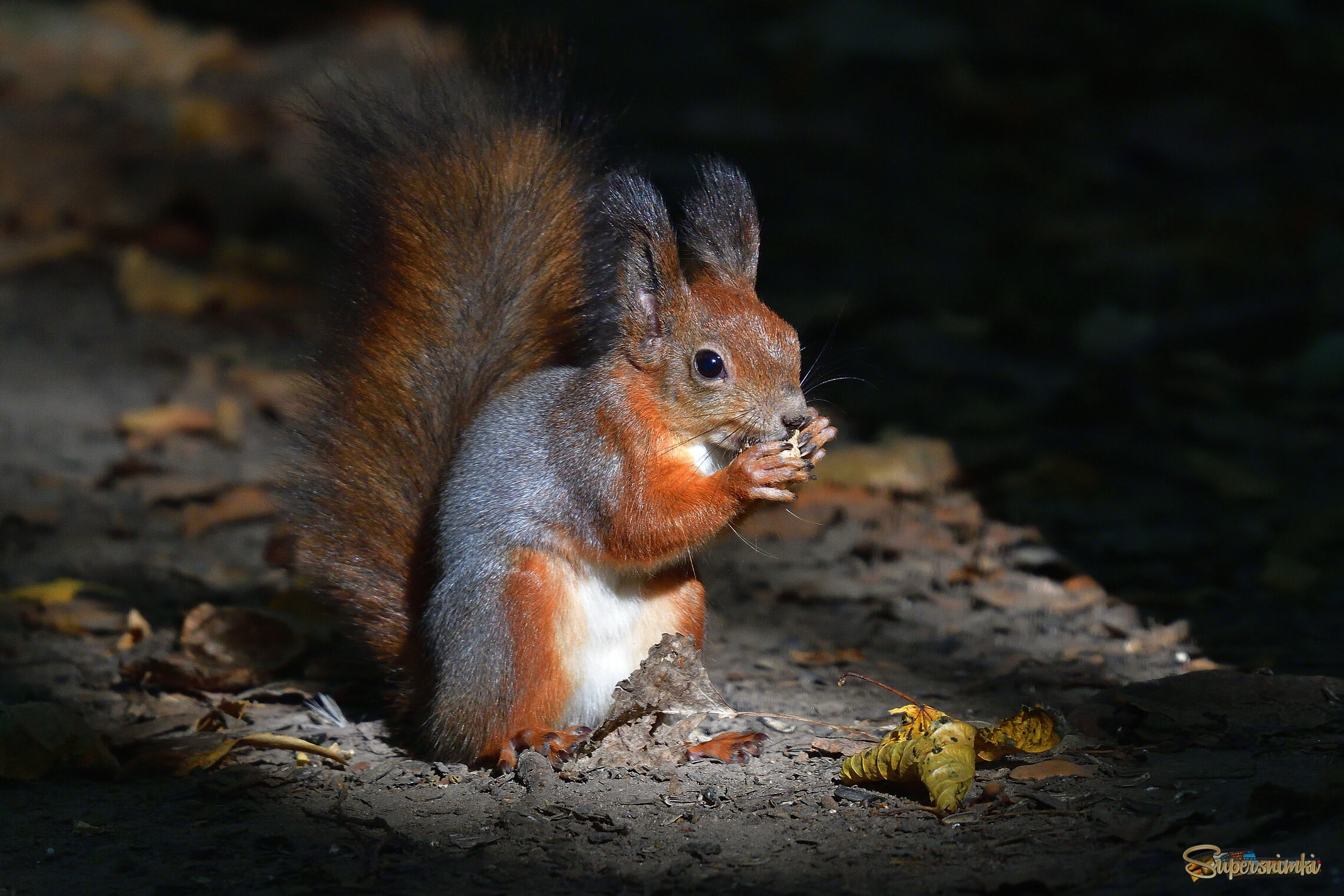 68d7e4c7294ca65b2634dfd8