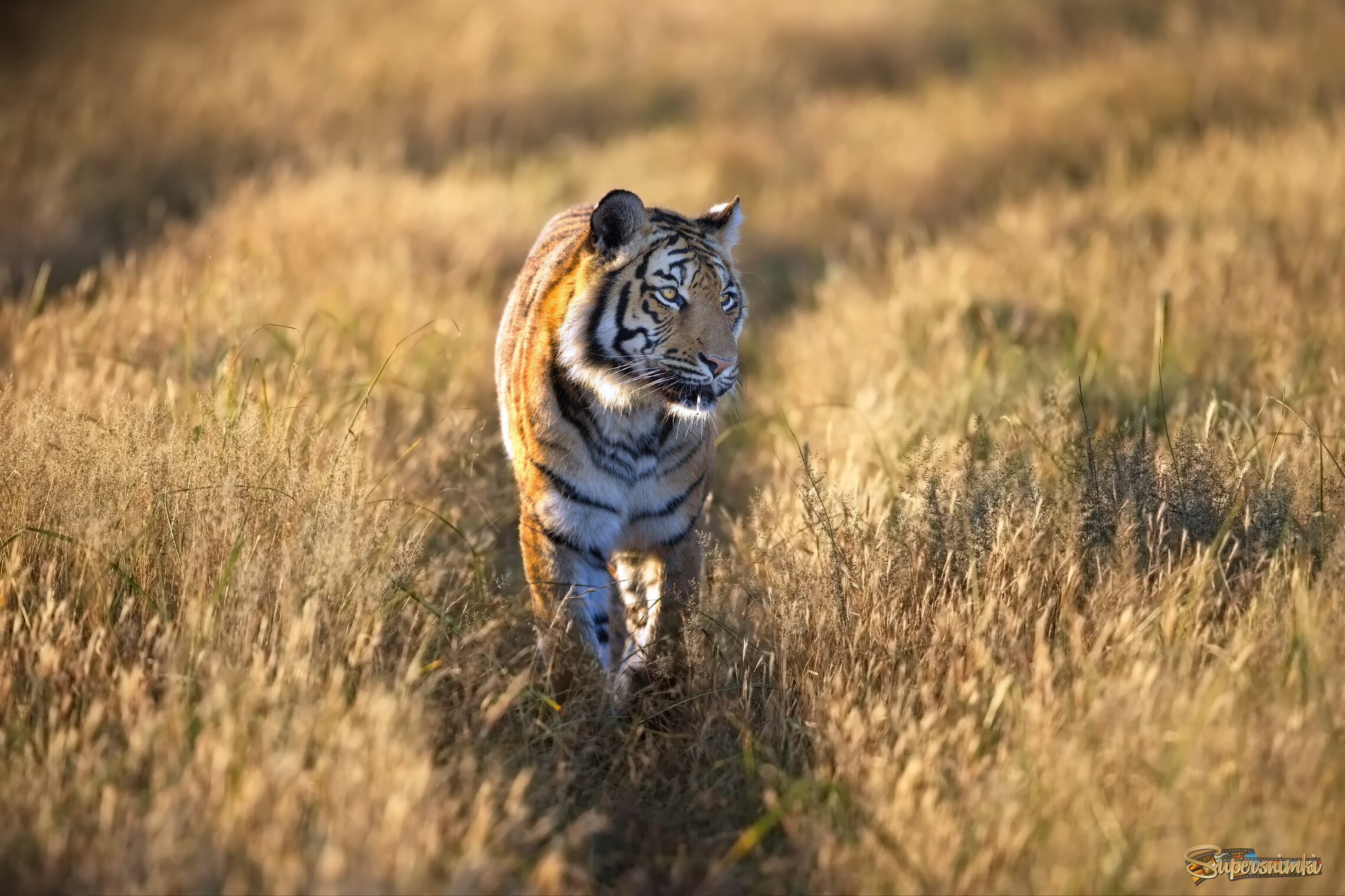 Двойная парабола