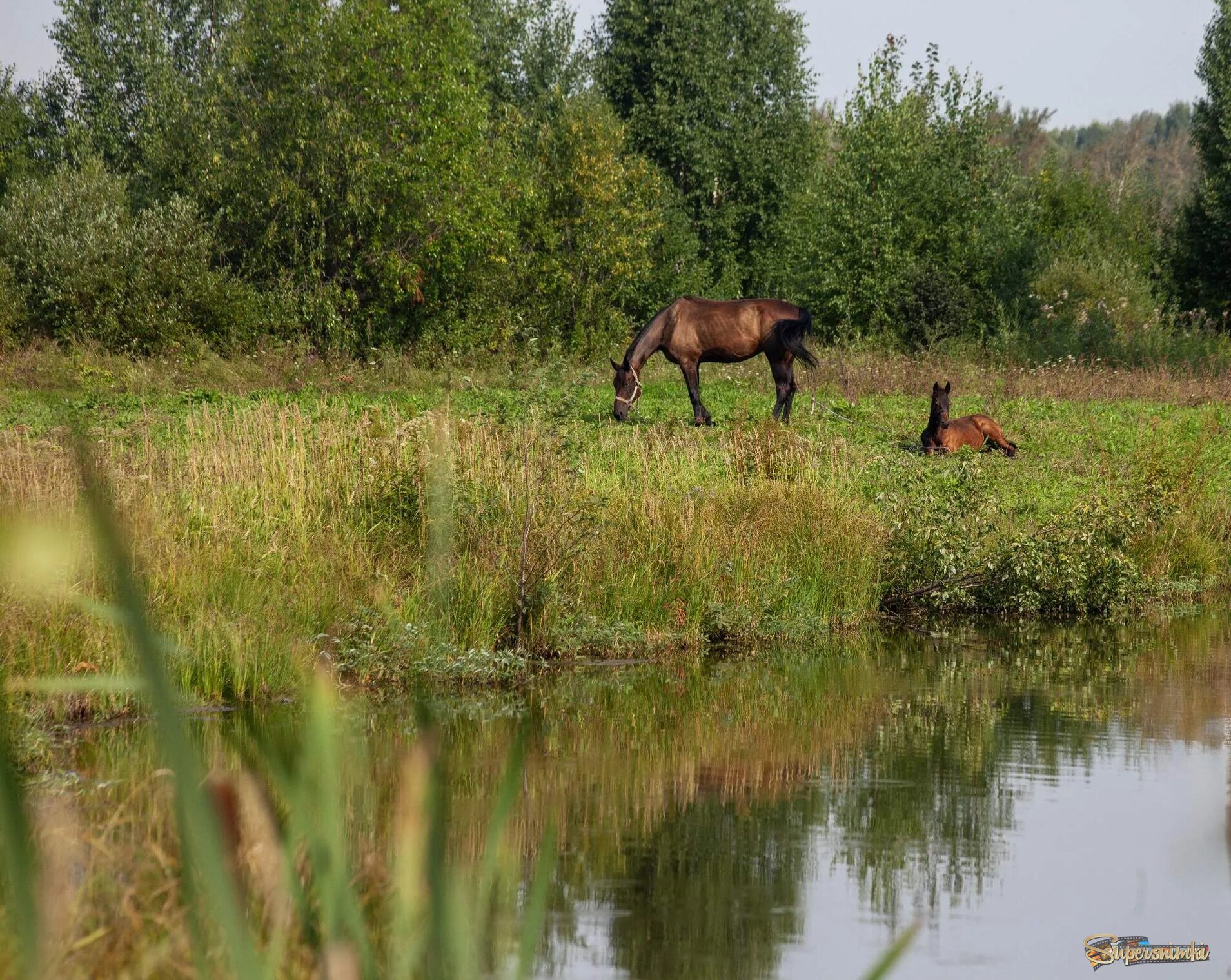 Деревенская иддилия