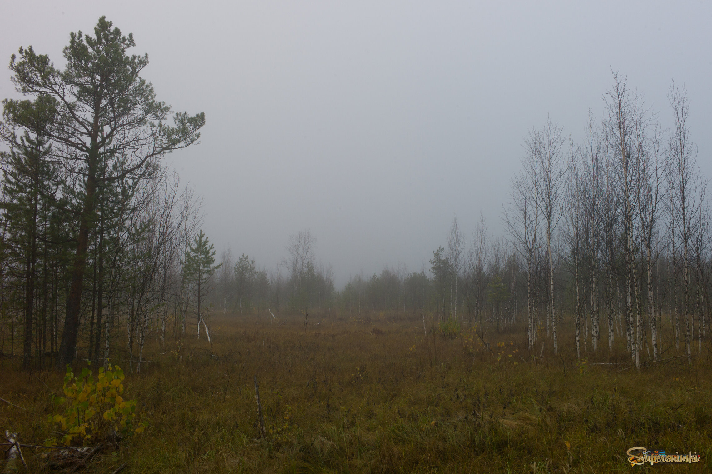 Большое Васюганское болото***