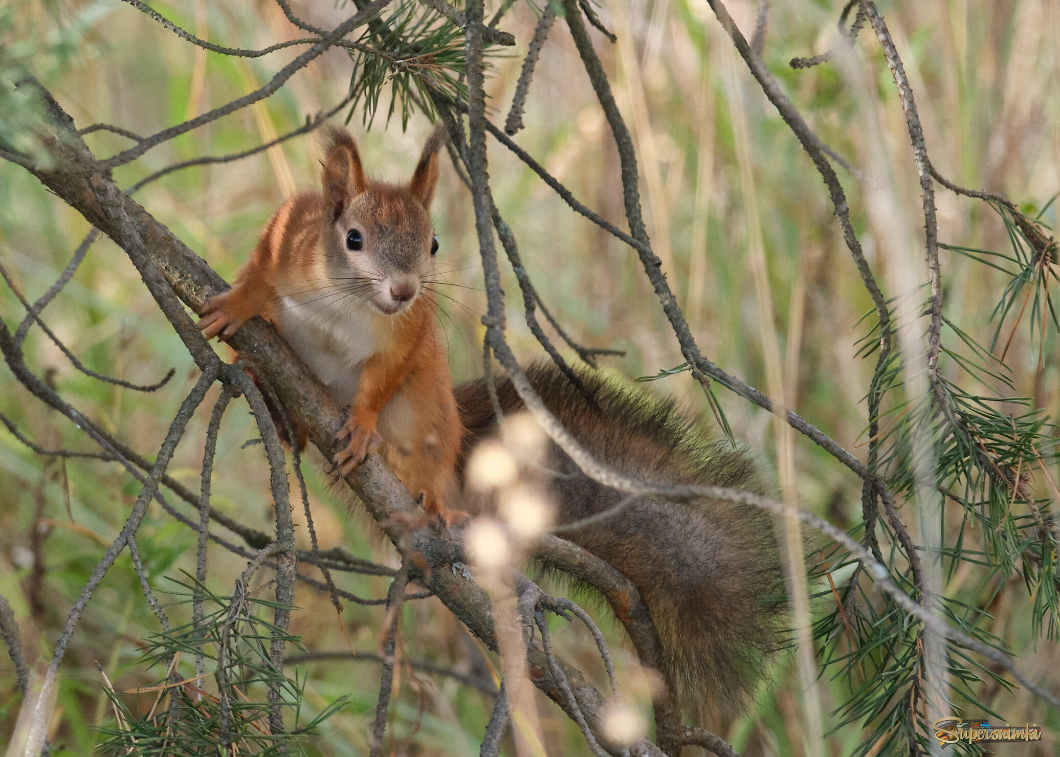 Белка лесная...