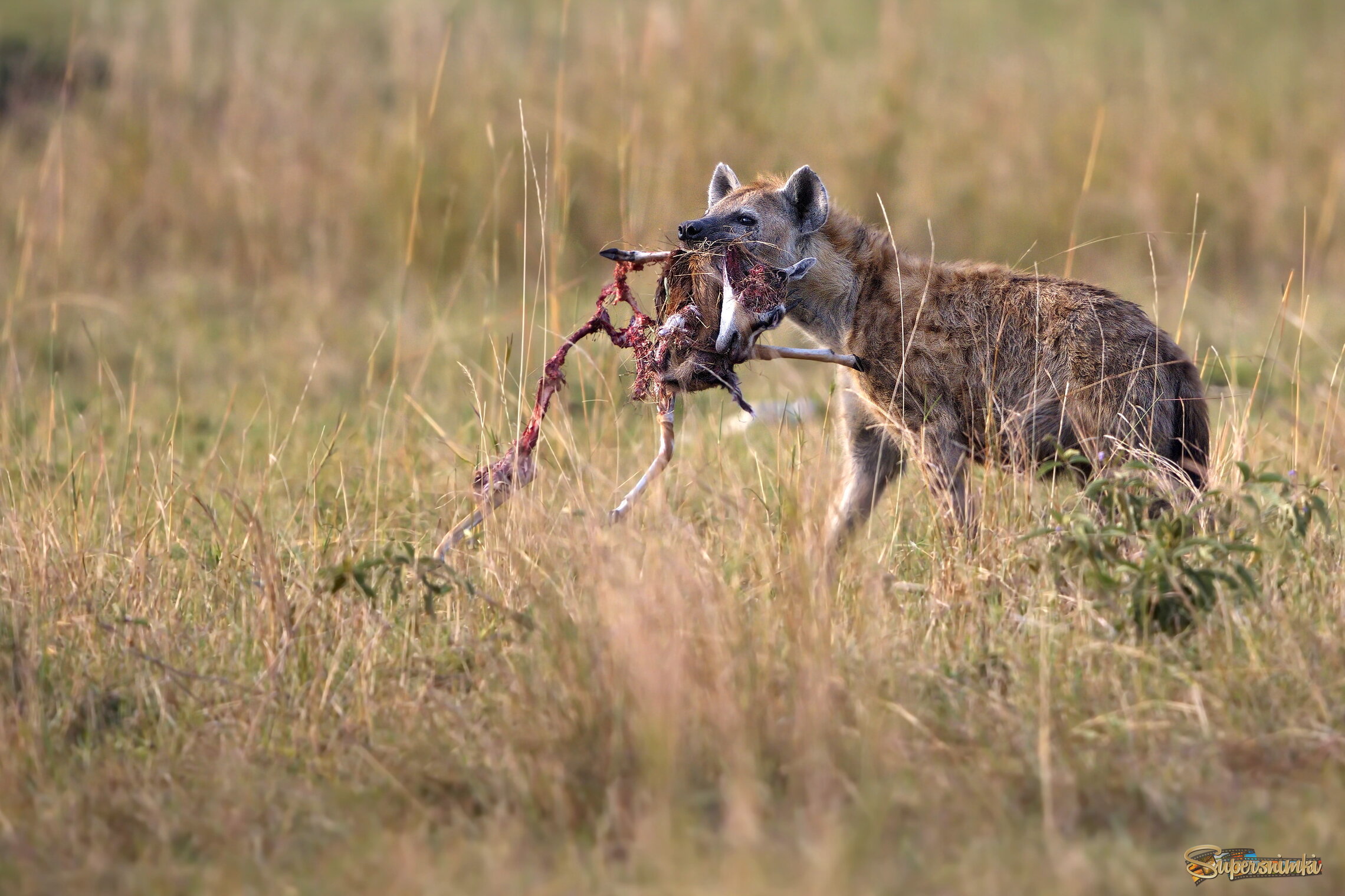 Удачливый воришка