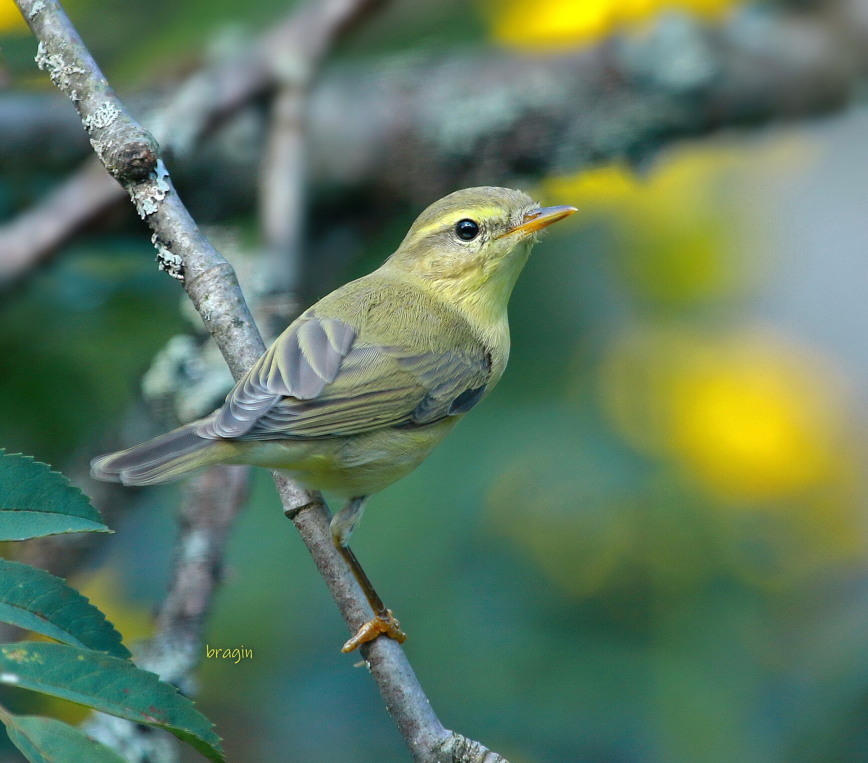 пеночка теньковка