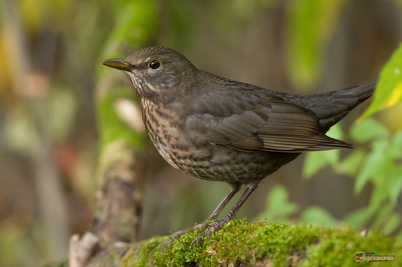 Молодой чёрный дрозд