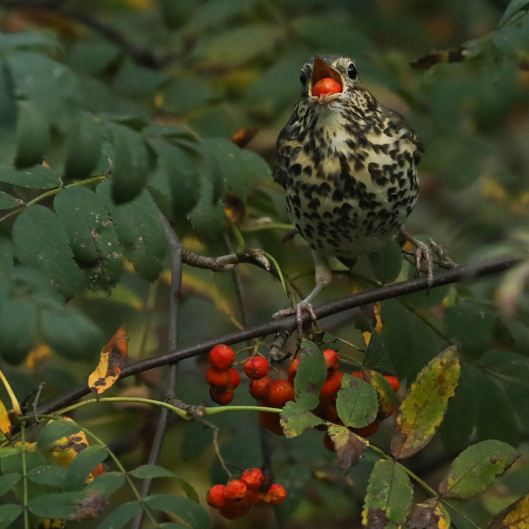 Ох, сочная ягодка попалась!