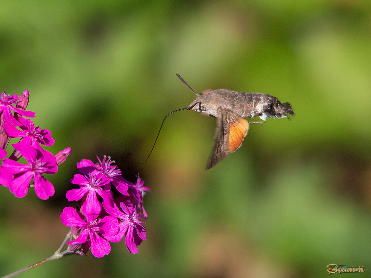 В Приморье еще лето и летают бражники! )