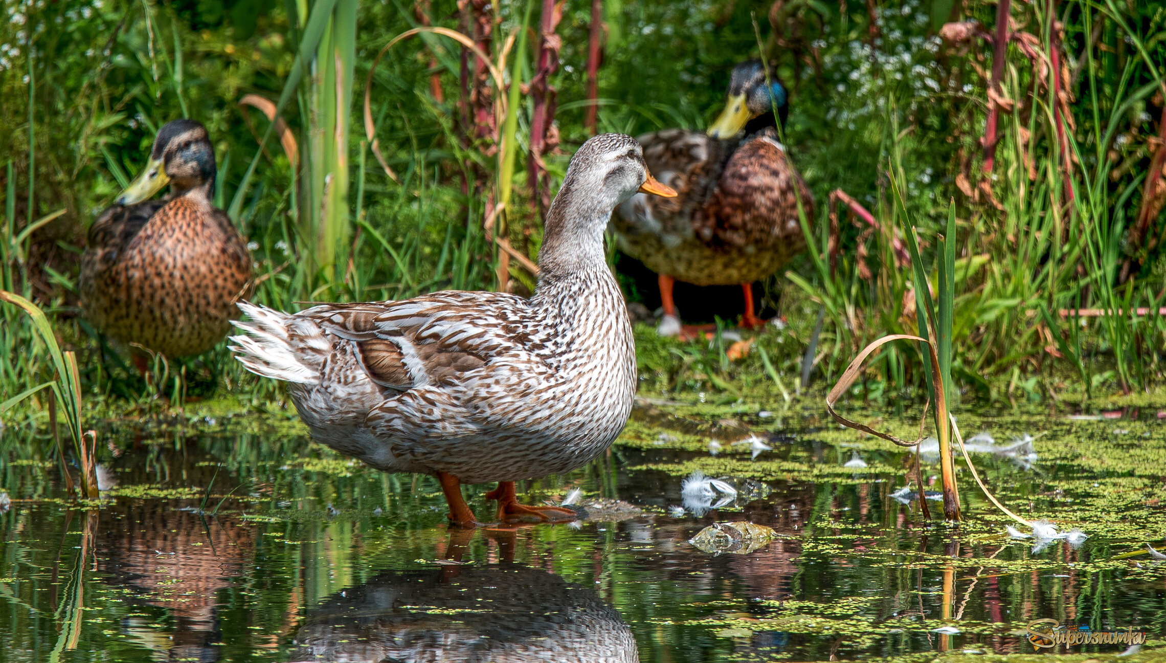 "Кого же выбрать?"