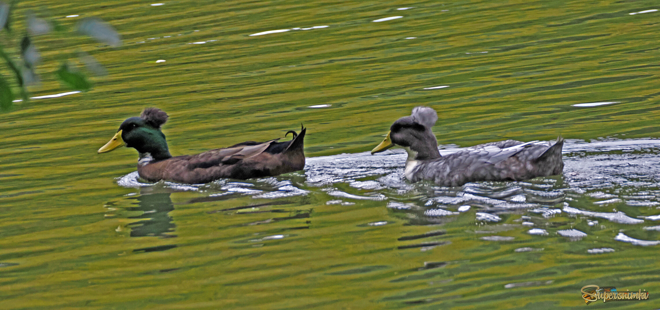 Самец и самка хохлатой утки.