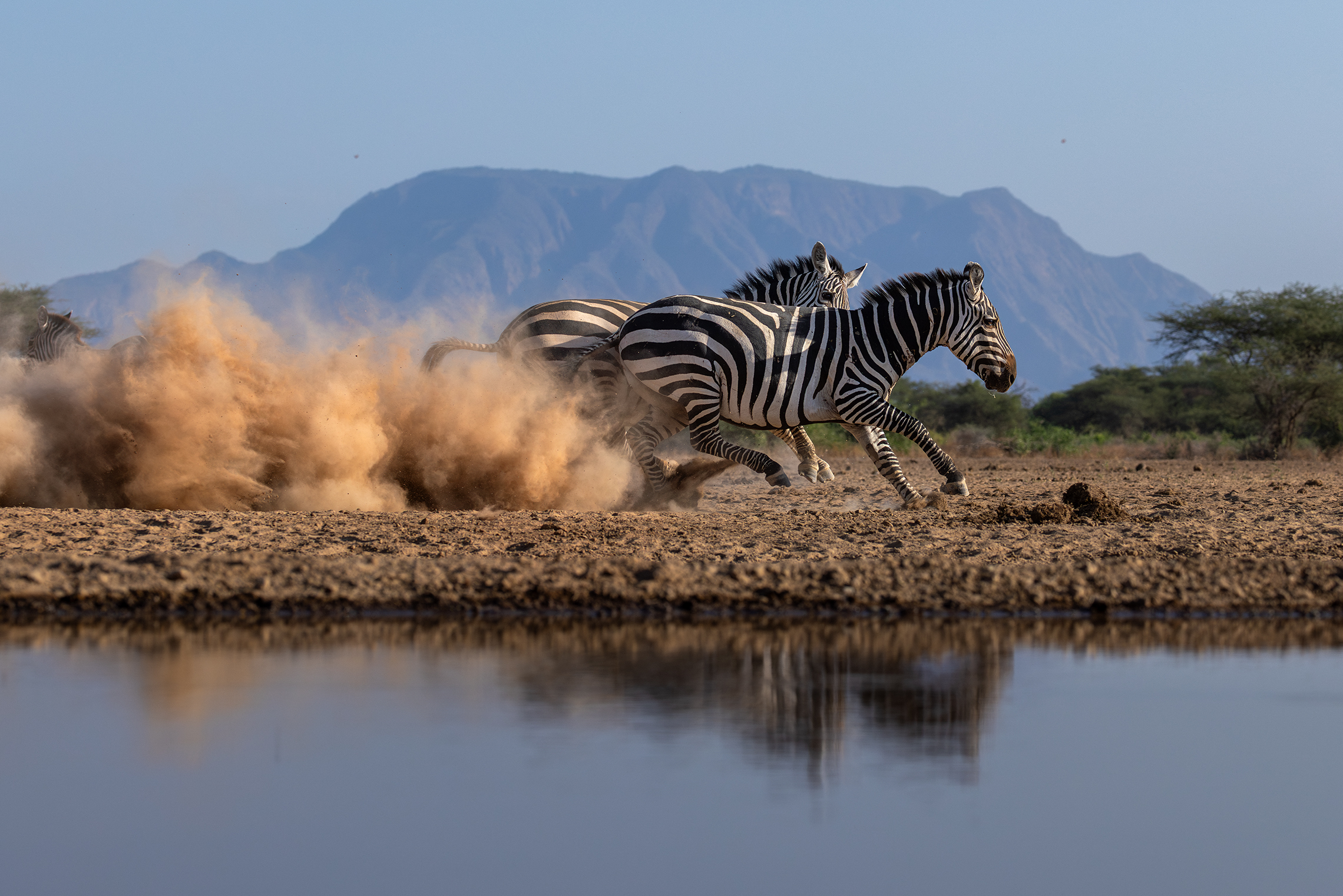 Пыль из под копыт