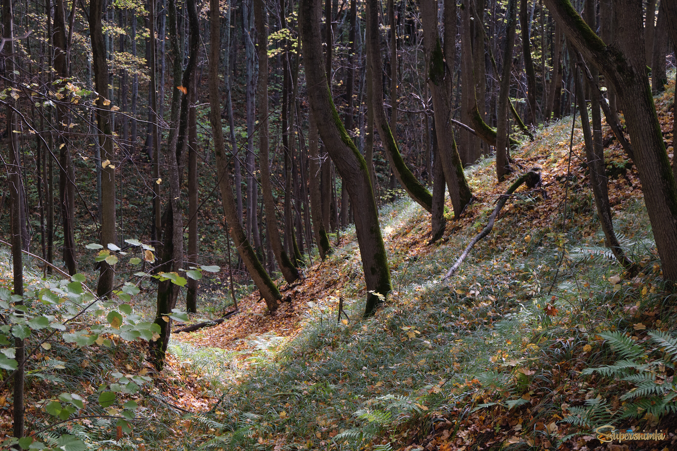 Лесной овраг 