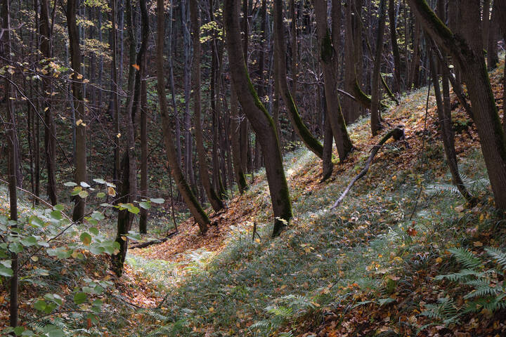 Лесной овраг 