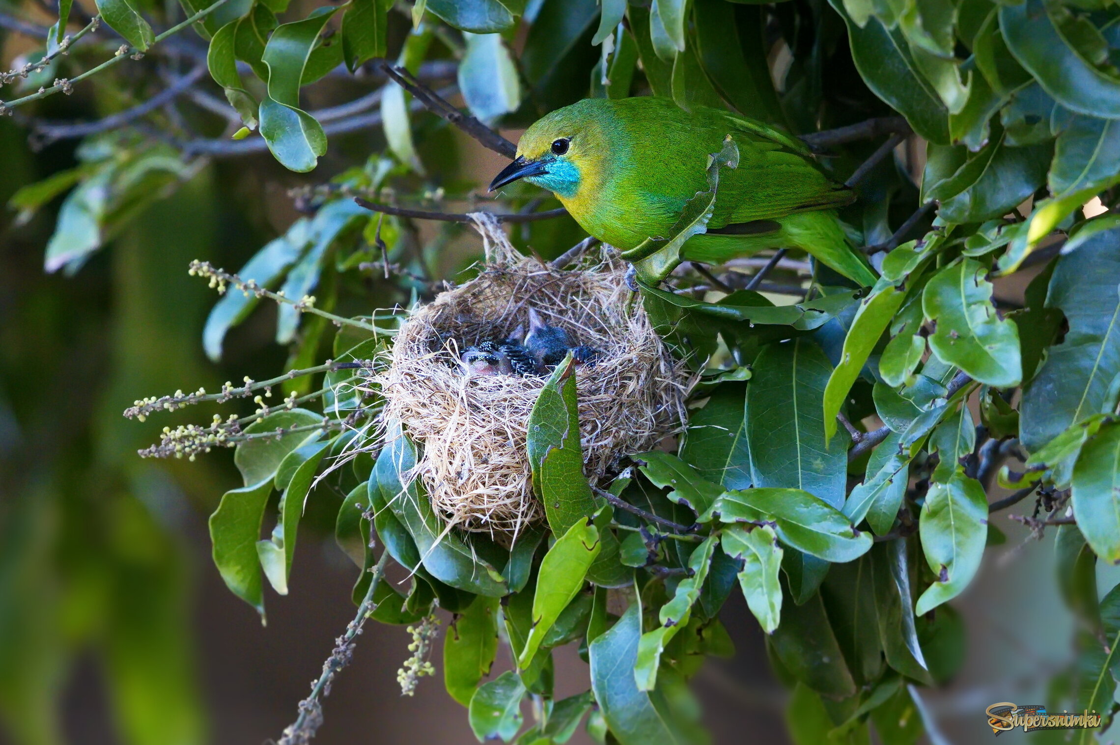 Семейный завтрак