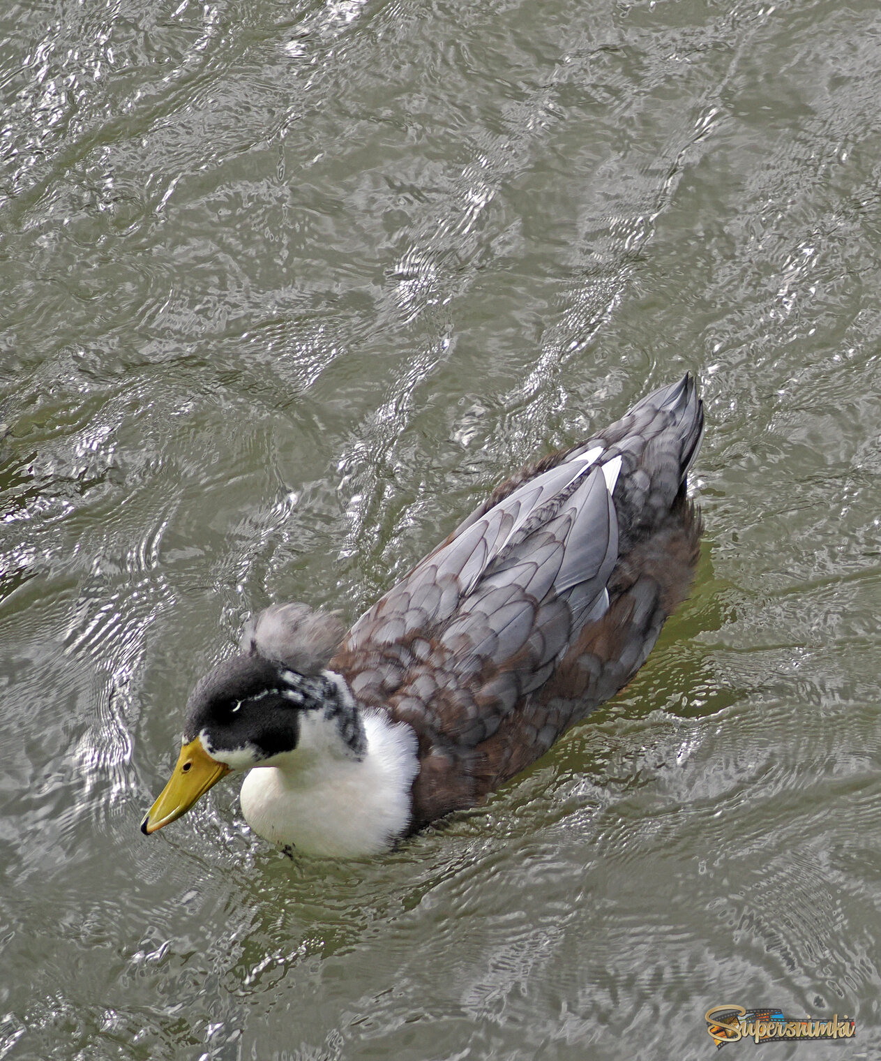 Хохлатая утка.