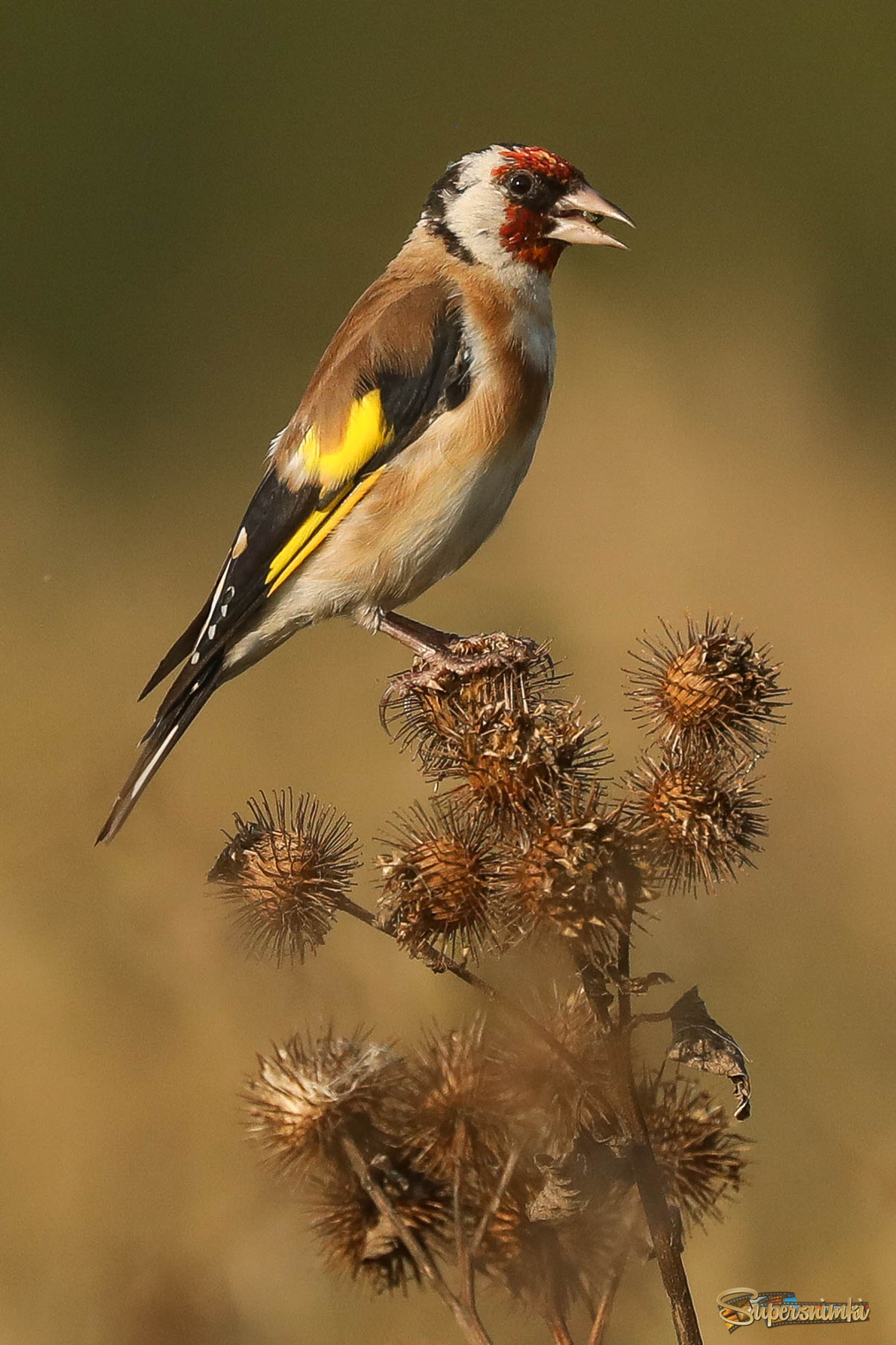 Странный вкус у этого зернышка!