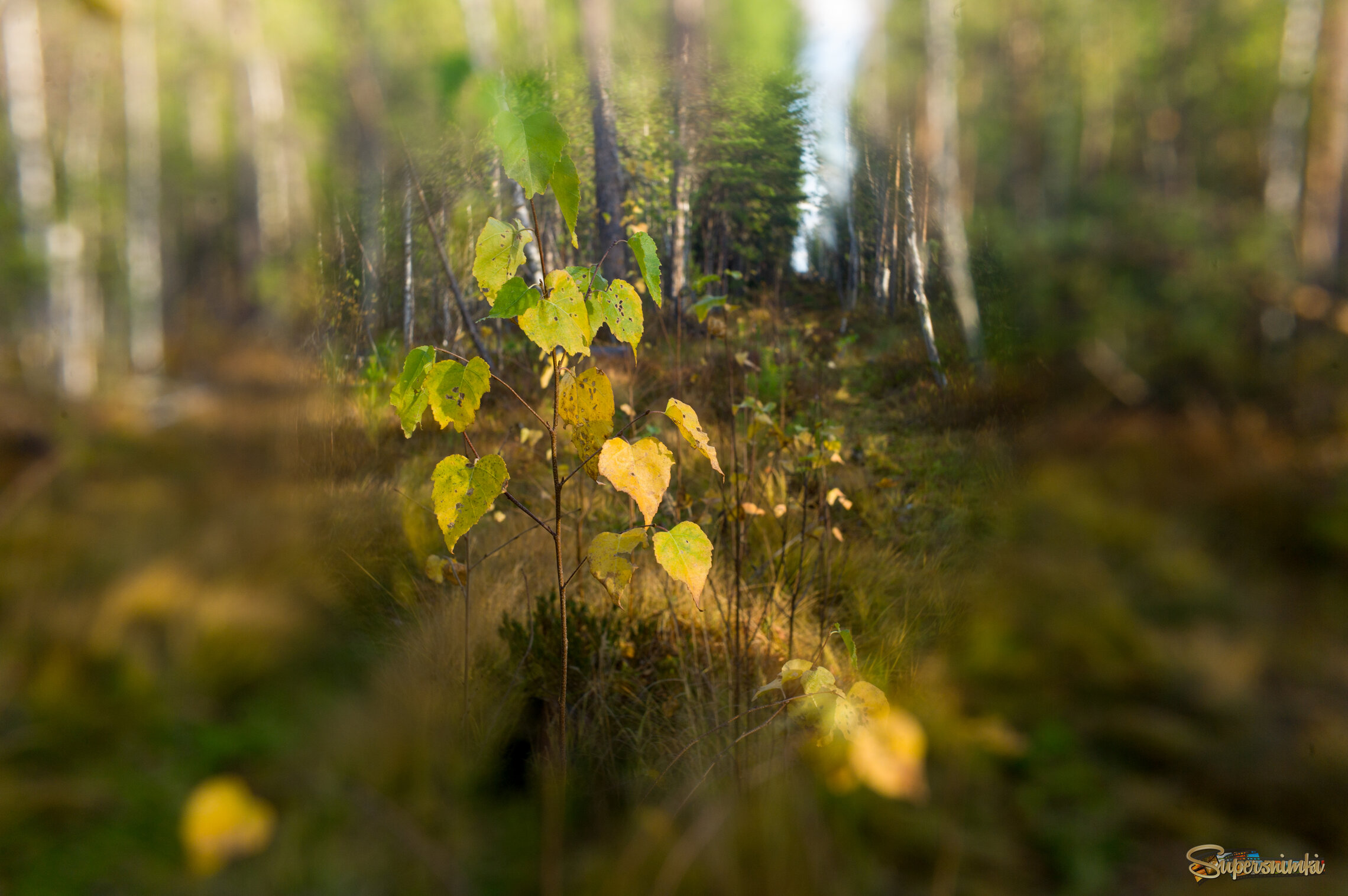 Большое Васюганское болото***