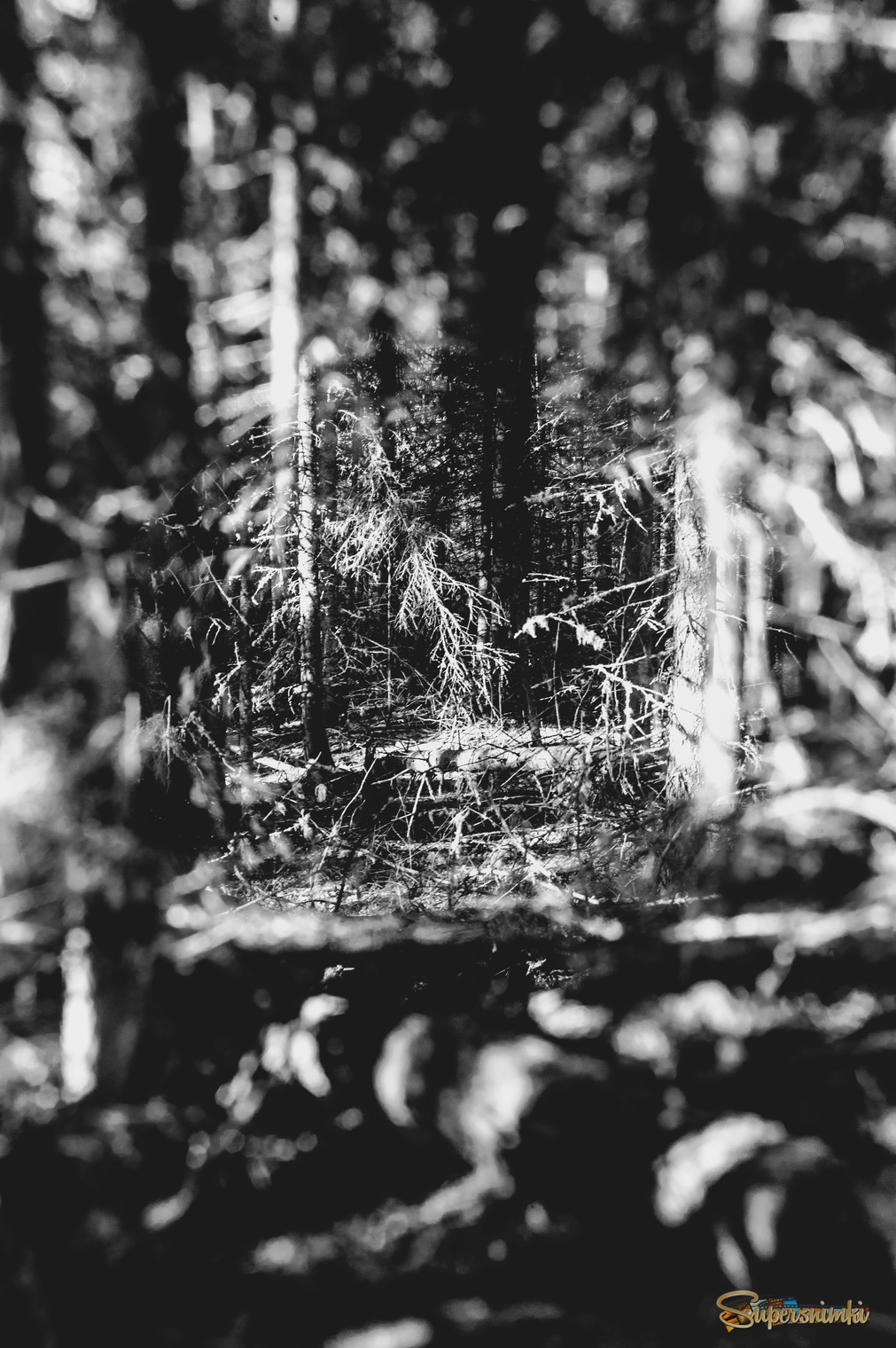 Большое Васюганское болото***